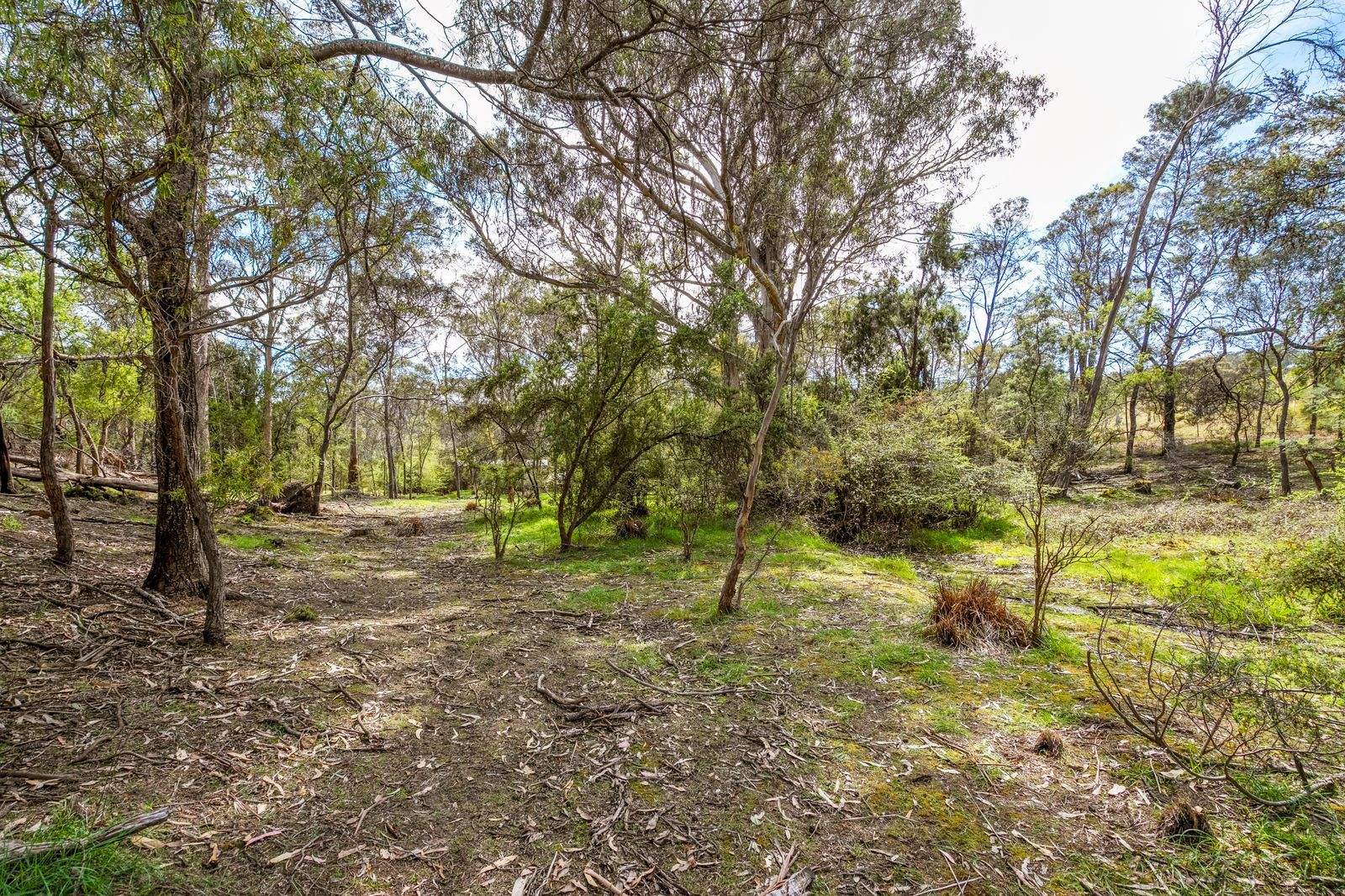 607 Delmore Road, Wattle Hill For Sale by Farmbuy.com - image 13