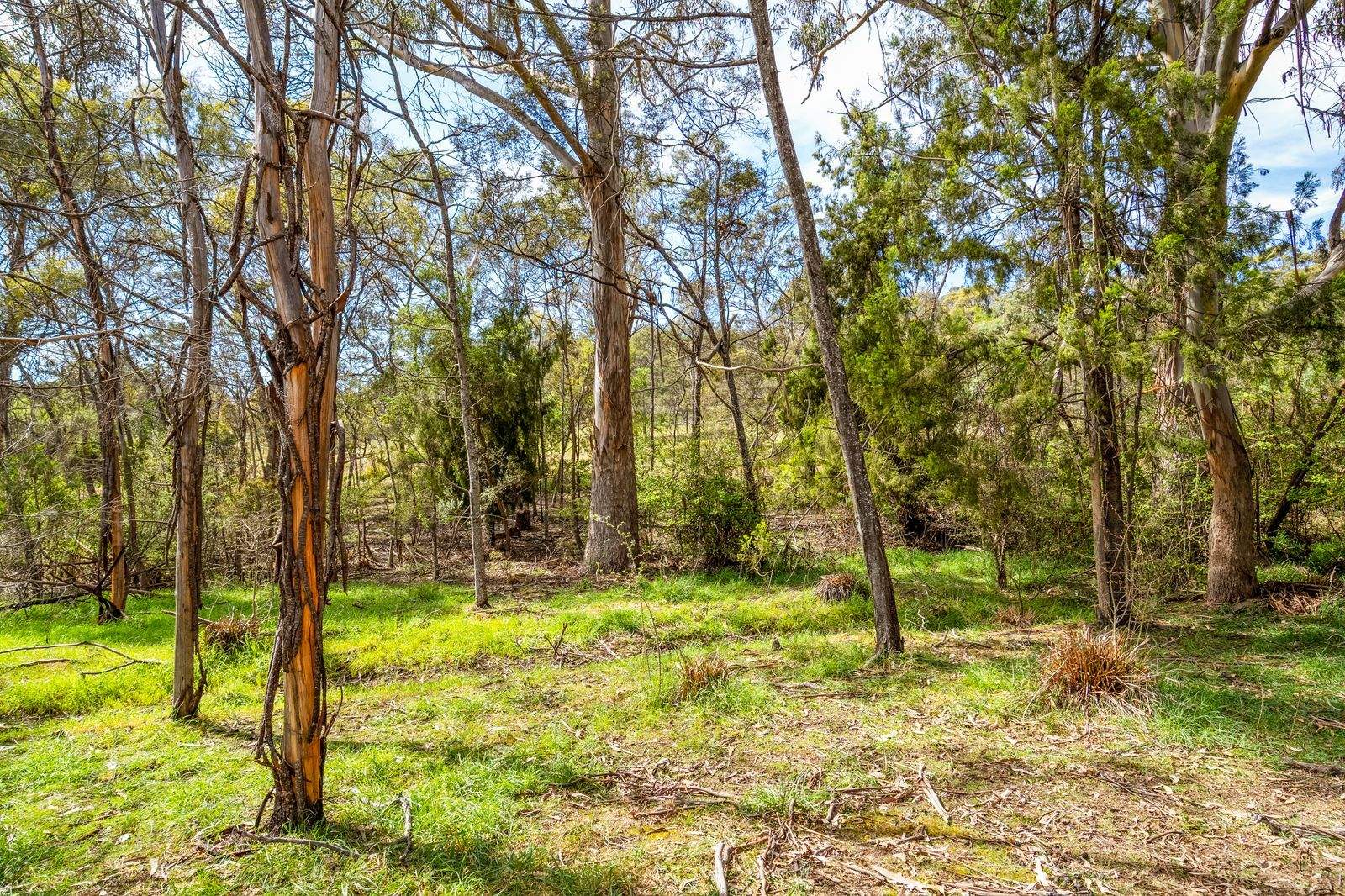 607 Delmore Road, Wattle Hill For Sale by Farmbuy.com - image 6