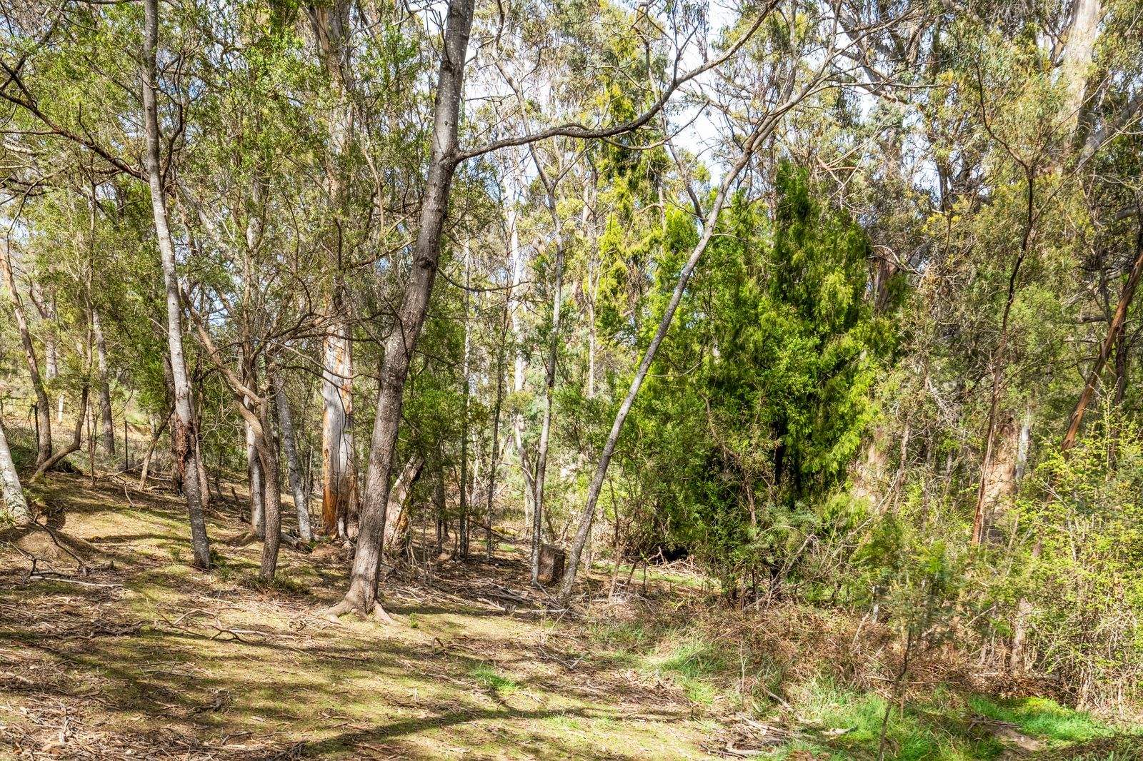 607 Delmore Road, Wattle Hill For Sale by Farmbuy.com - image 14