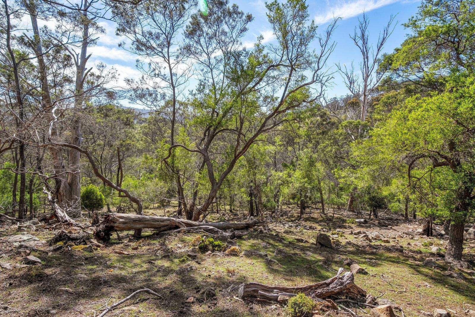 607 Delmore Road, Wattle Hill For Sale by Farmbuy.com - image 17