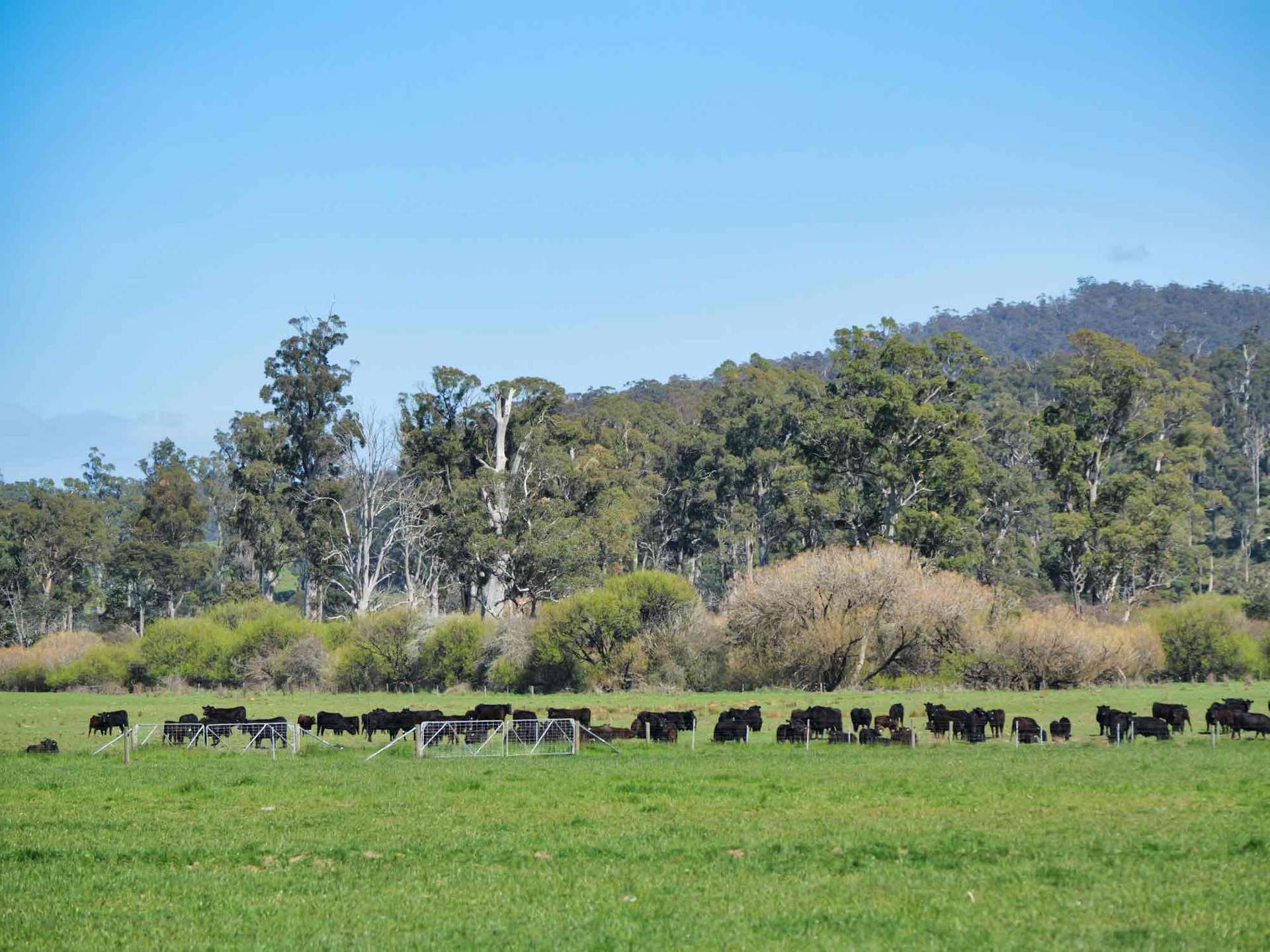 38791 Tasman Highway, Nunamara For Sale by Farmbuy.com - image 9