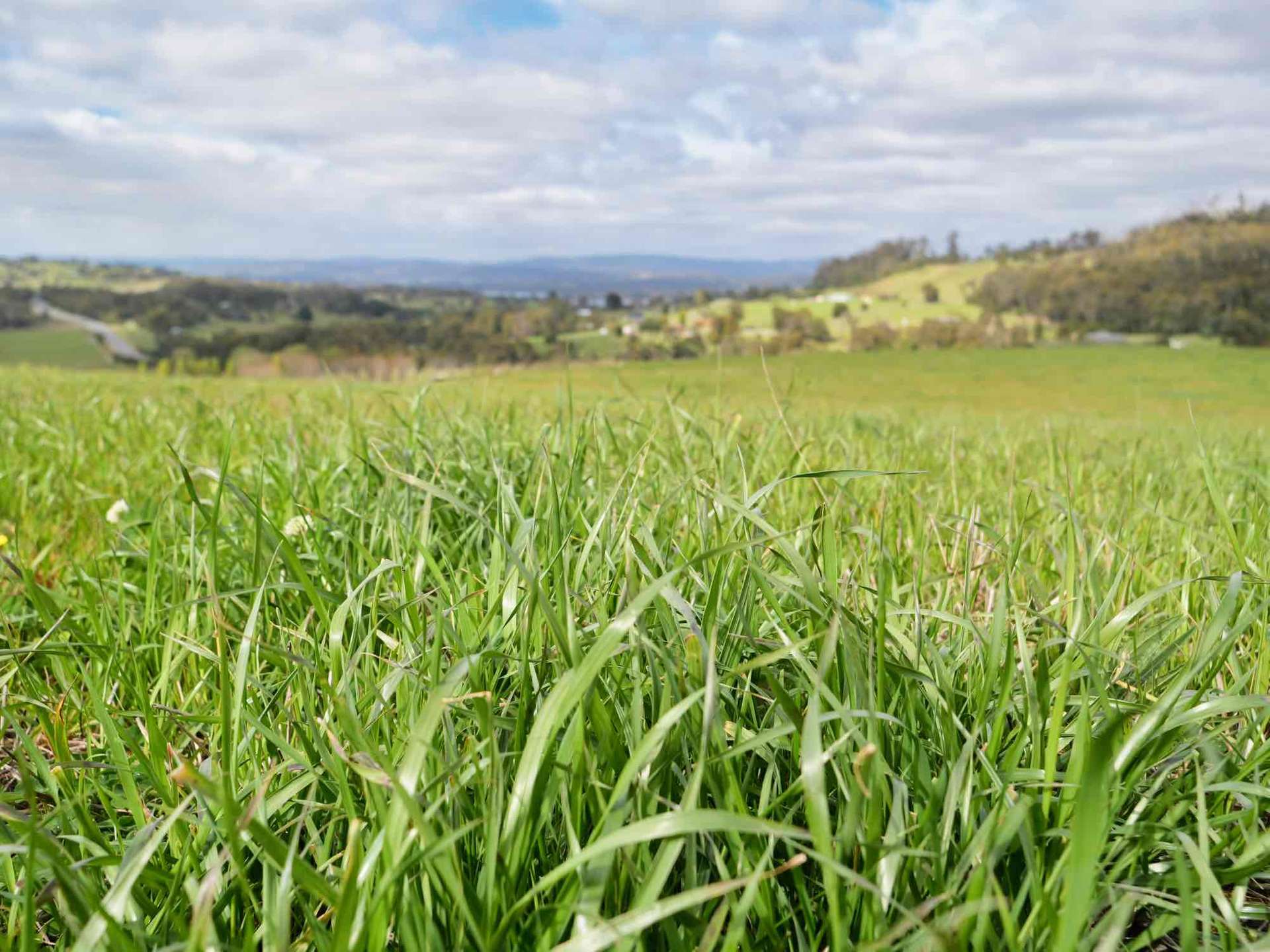 44 East Arm Road, Hillwood For Sale by Farmbuy.com - image 12