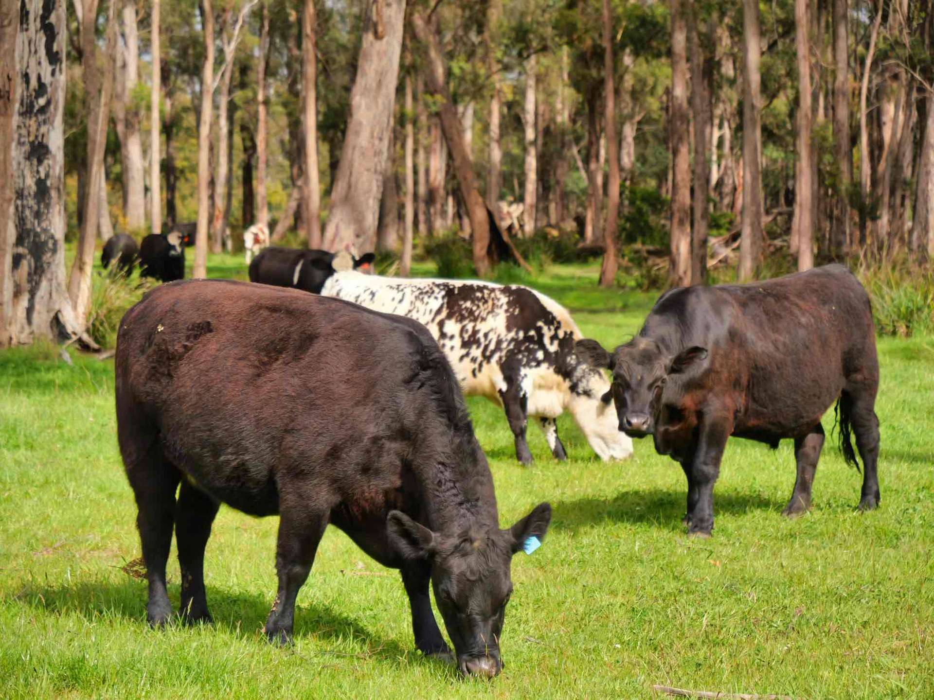 44 East Arm Road, Hillwood For Sale by Farmbuy.com - image 13