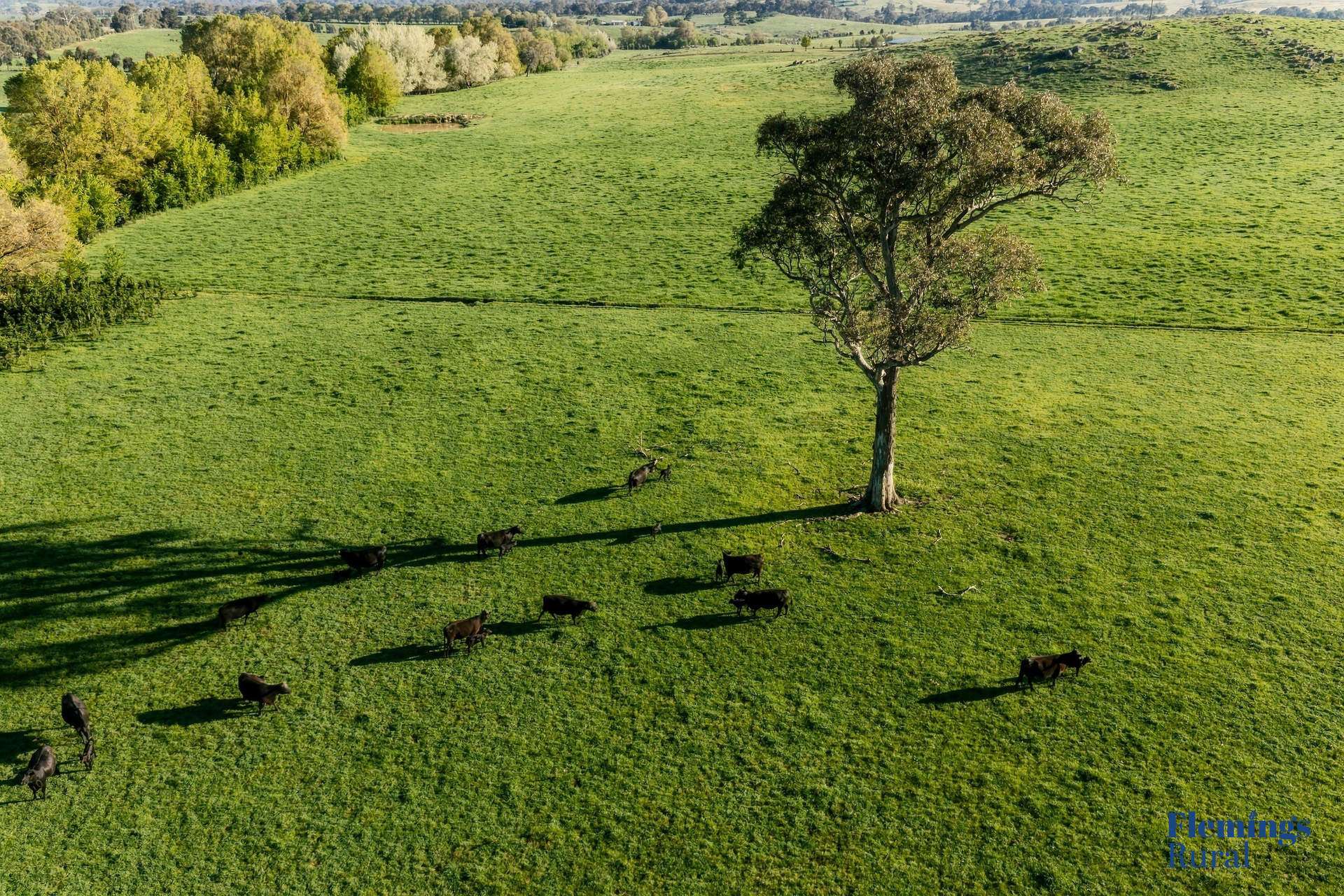 1174 Lachlan Valley Way, Bowning For Sale by Farmbuy.com - image 9