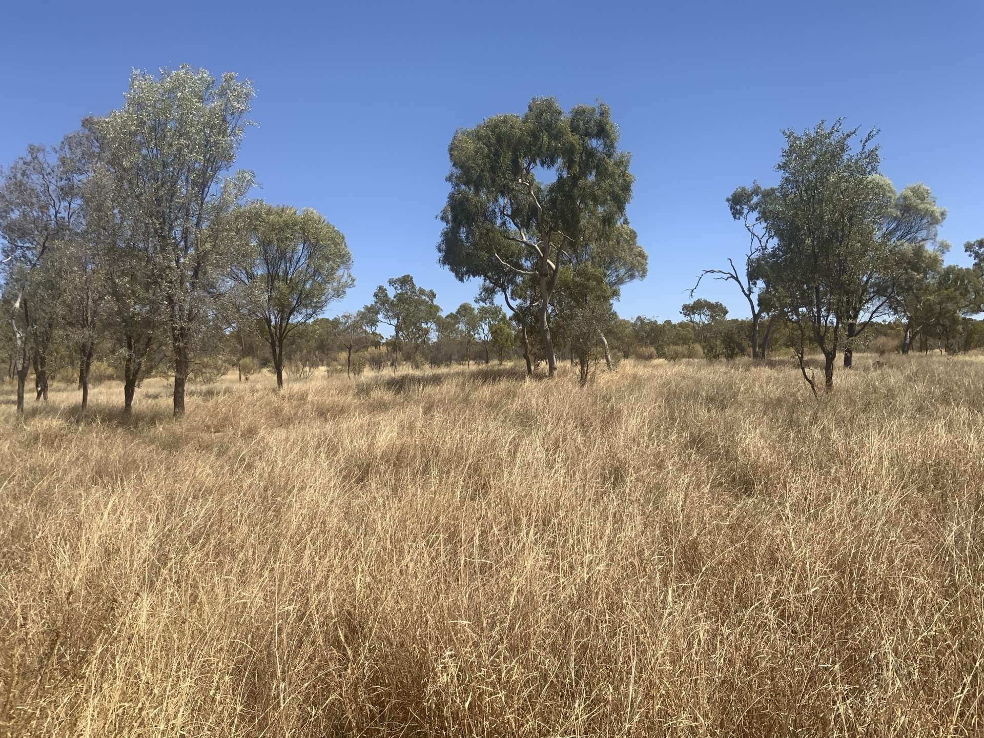 Wattlevale Lot 12 Capricorn Highway, Jericho Auction by Farmbuy.com - image 5