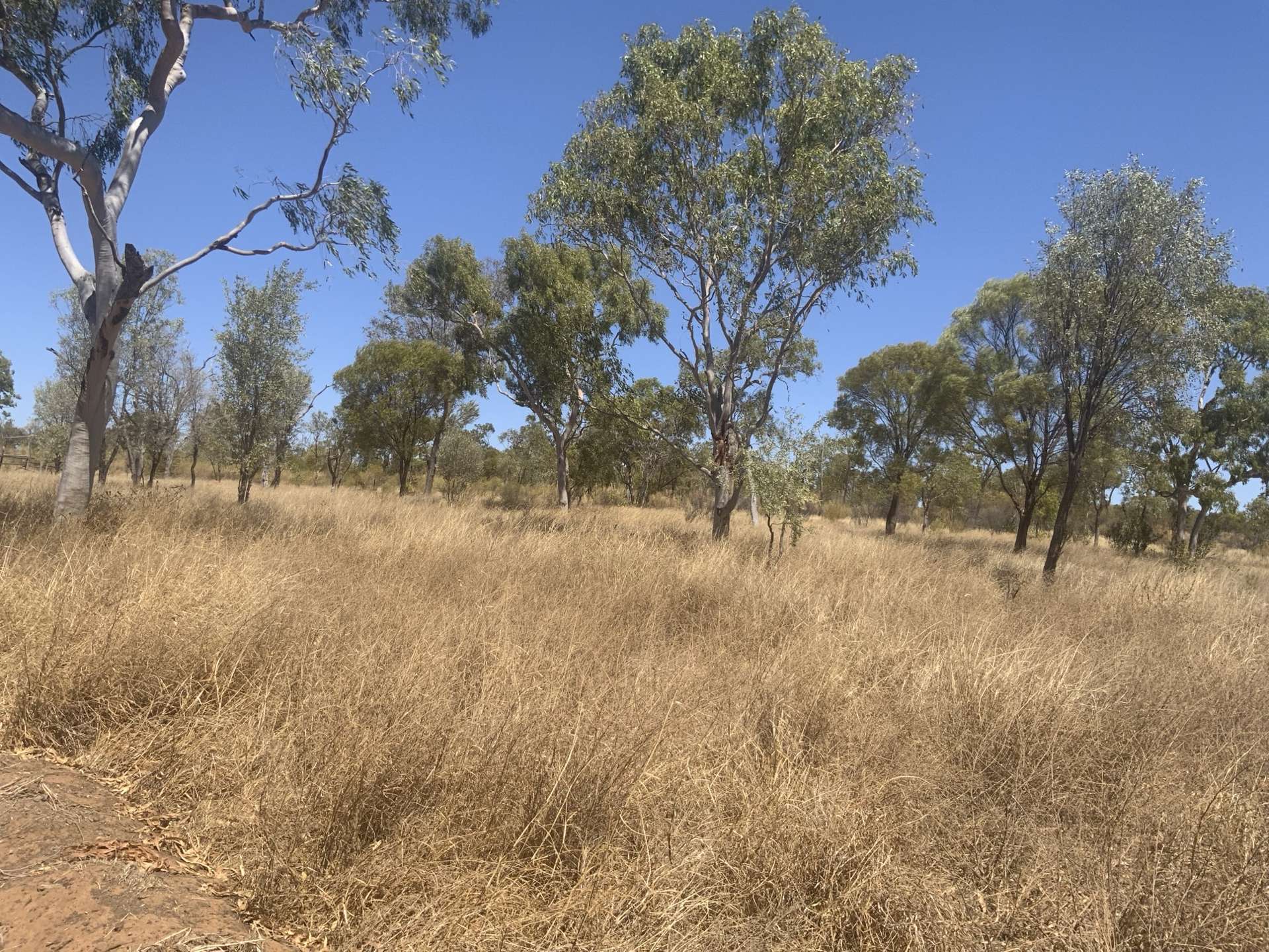 Wattlevale Lot 12 Capricorn Highway, Jericho Auction by Farmbuy.com - image 4