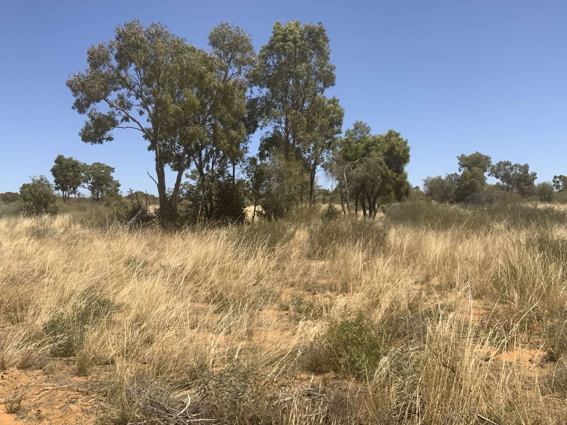 Wattlevale Lot 12 Capricorn Highway, Jericho Auction by Farmbuy.com - image 2
