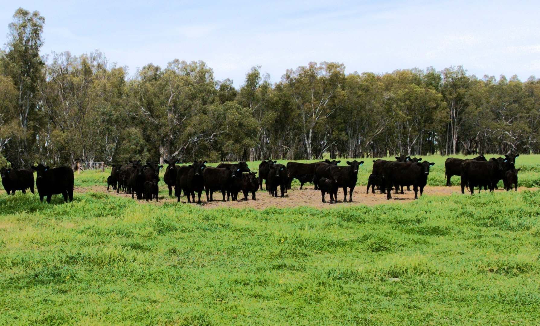 2796 Wanga Wangaratta-Yarrawonga Road, Peechelba For Sale by Farmbuy.com - image 1