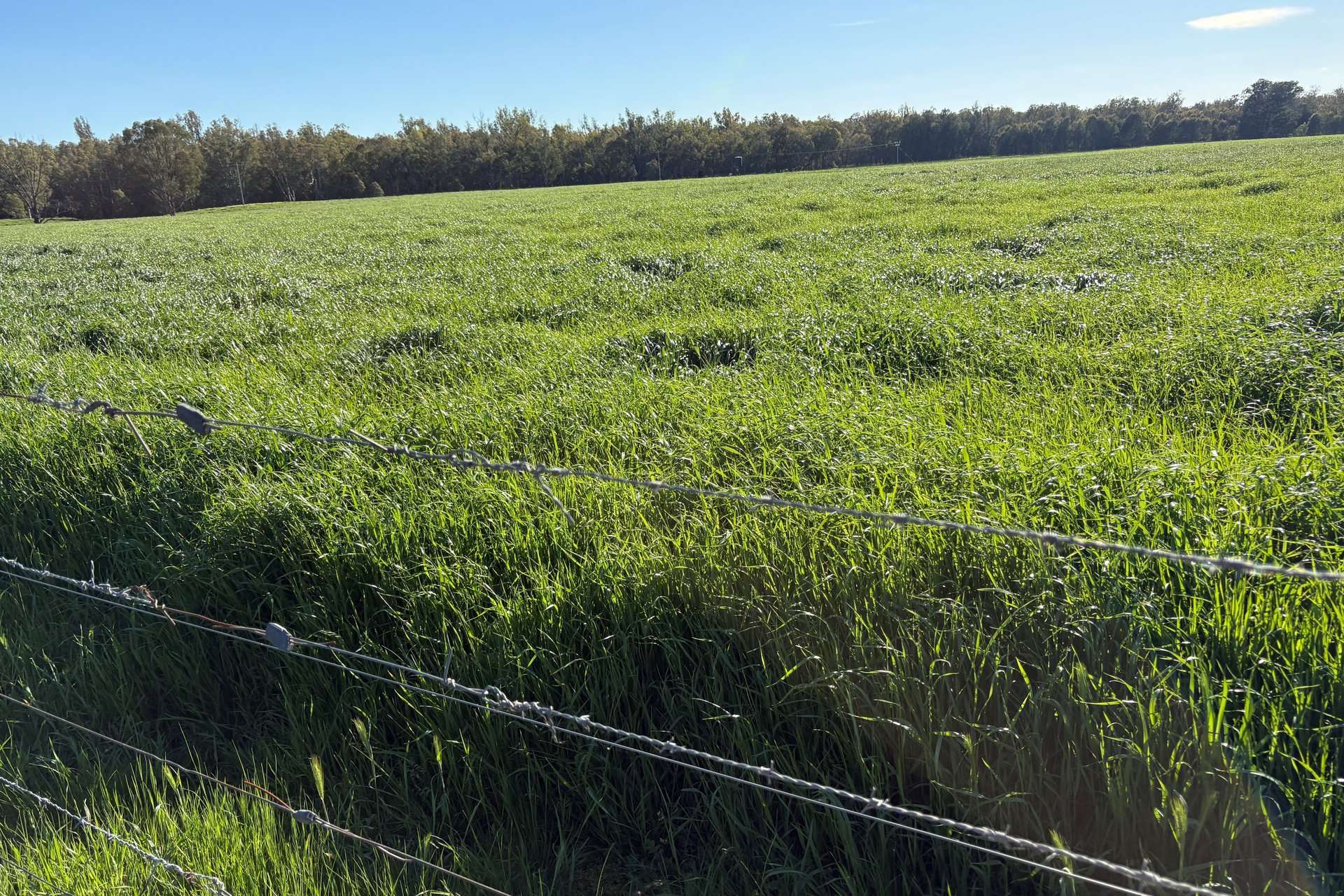 2796 Wanga Wangaratta-Yarrawonga Road, Peechelba For Sale by Farmbuy.com - image 21