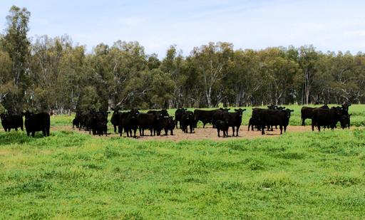 2796 Wanga Wangaratta-Yarrawonga Road, Peechelba VIC 3678