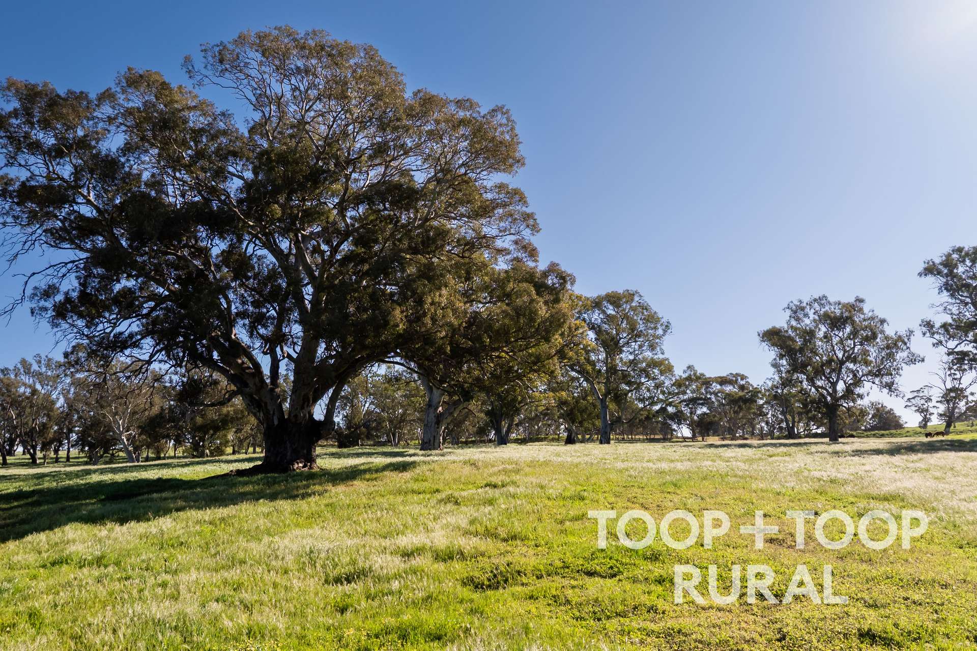 476 Eden Valley Road, Angaston For Sale by Farmbuy.com - image 28