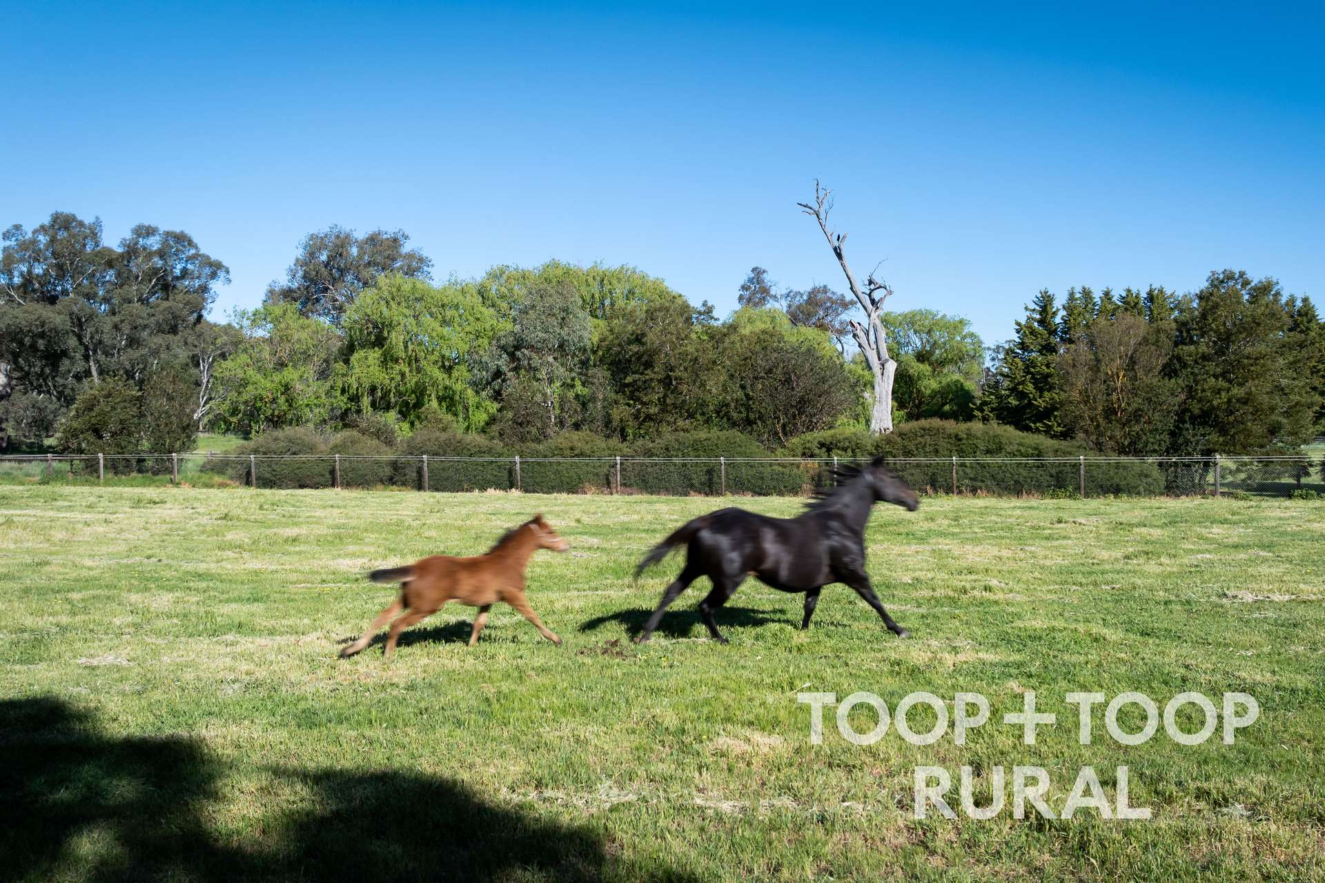 476 Eden Valley Road, Angaston For Sale by Farmbuy.com - image 7