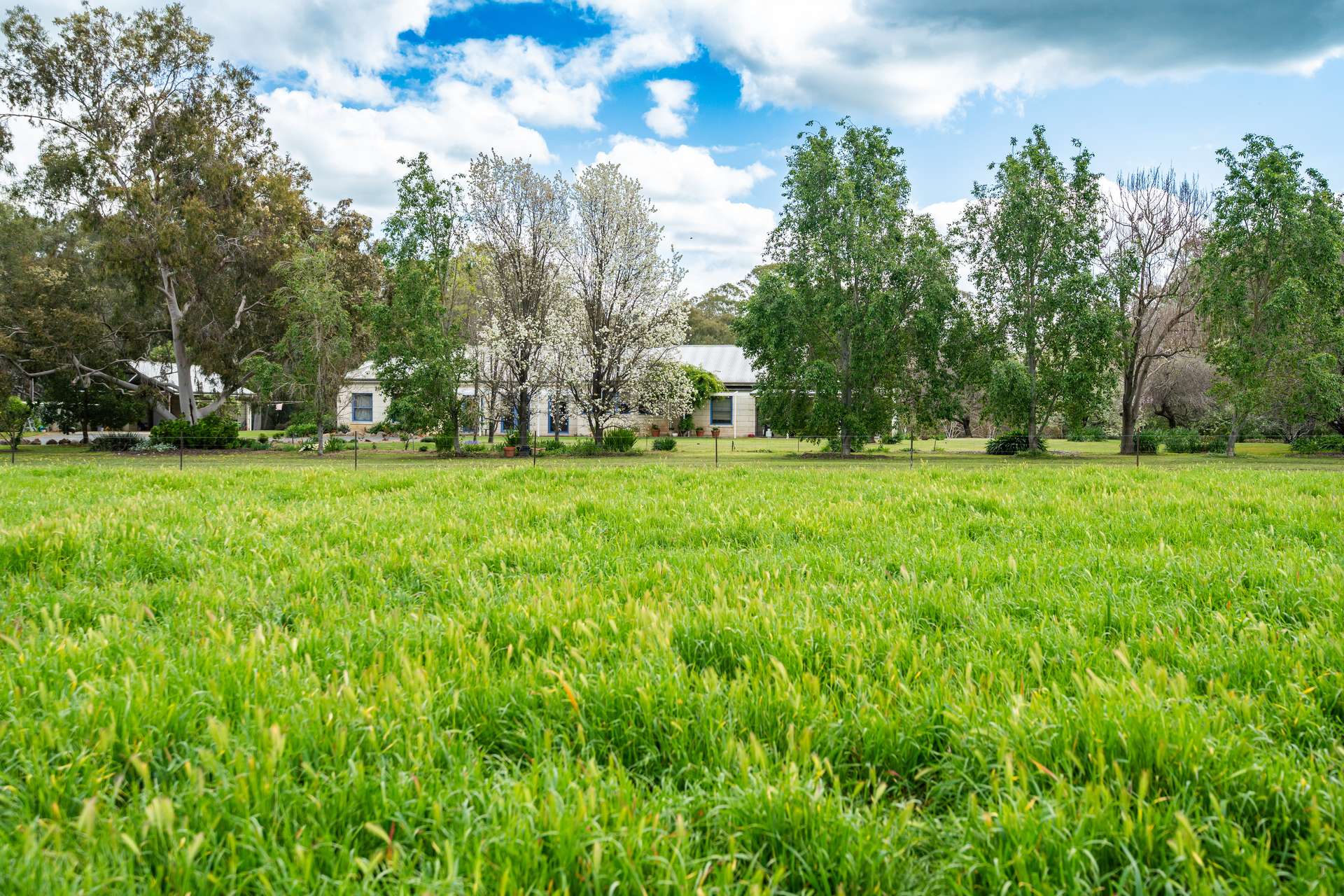 'Nillimbek'/165 Taylors Road, Culcairn Auction by Farmbuy.com - image 4