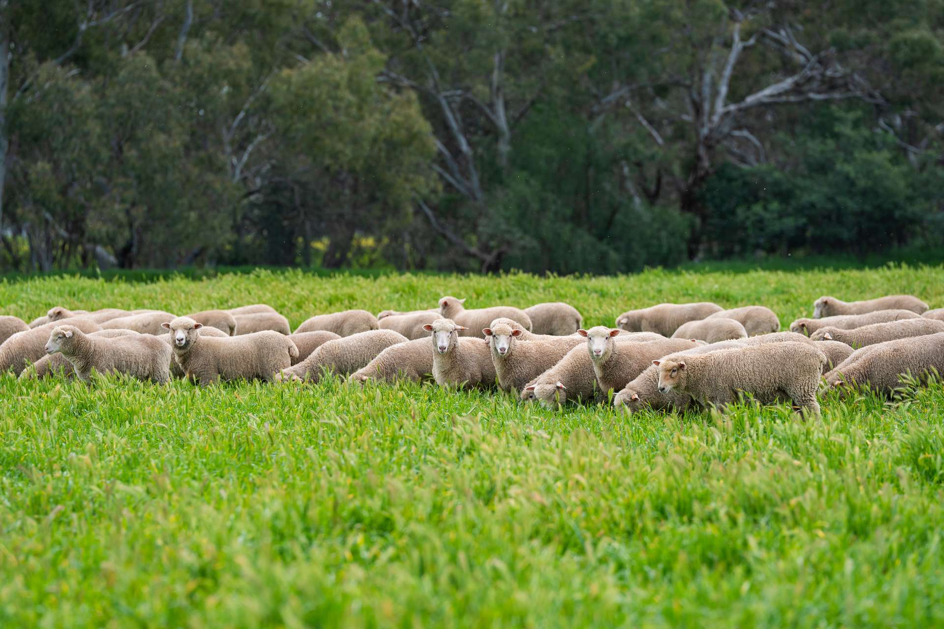 'Nillimbek'/165 Taylors Road, Culcairn Auction by Farmbuy.com - image 11