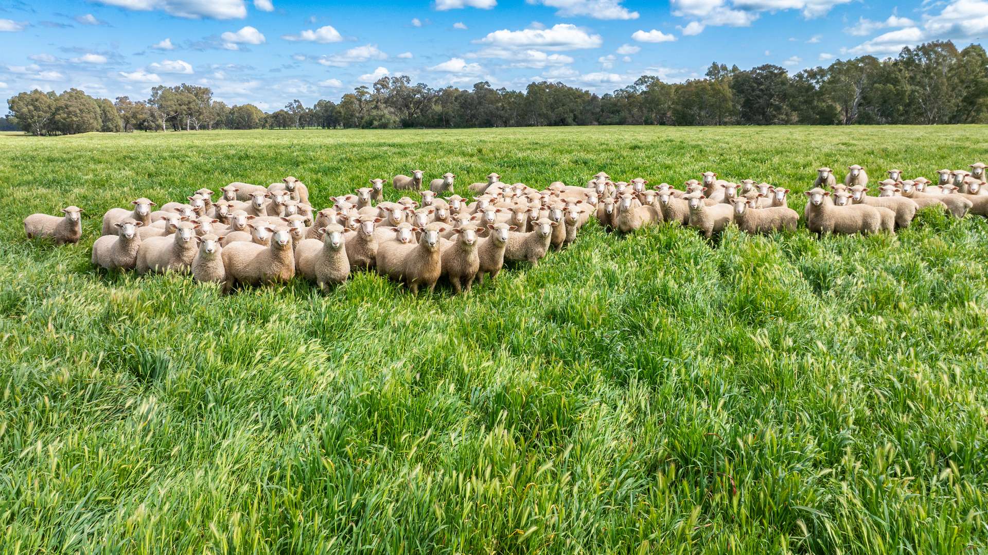 'Nillimbek'/165 Taylors Road, Culcairn Auction by Farmbuy.com - image 3