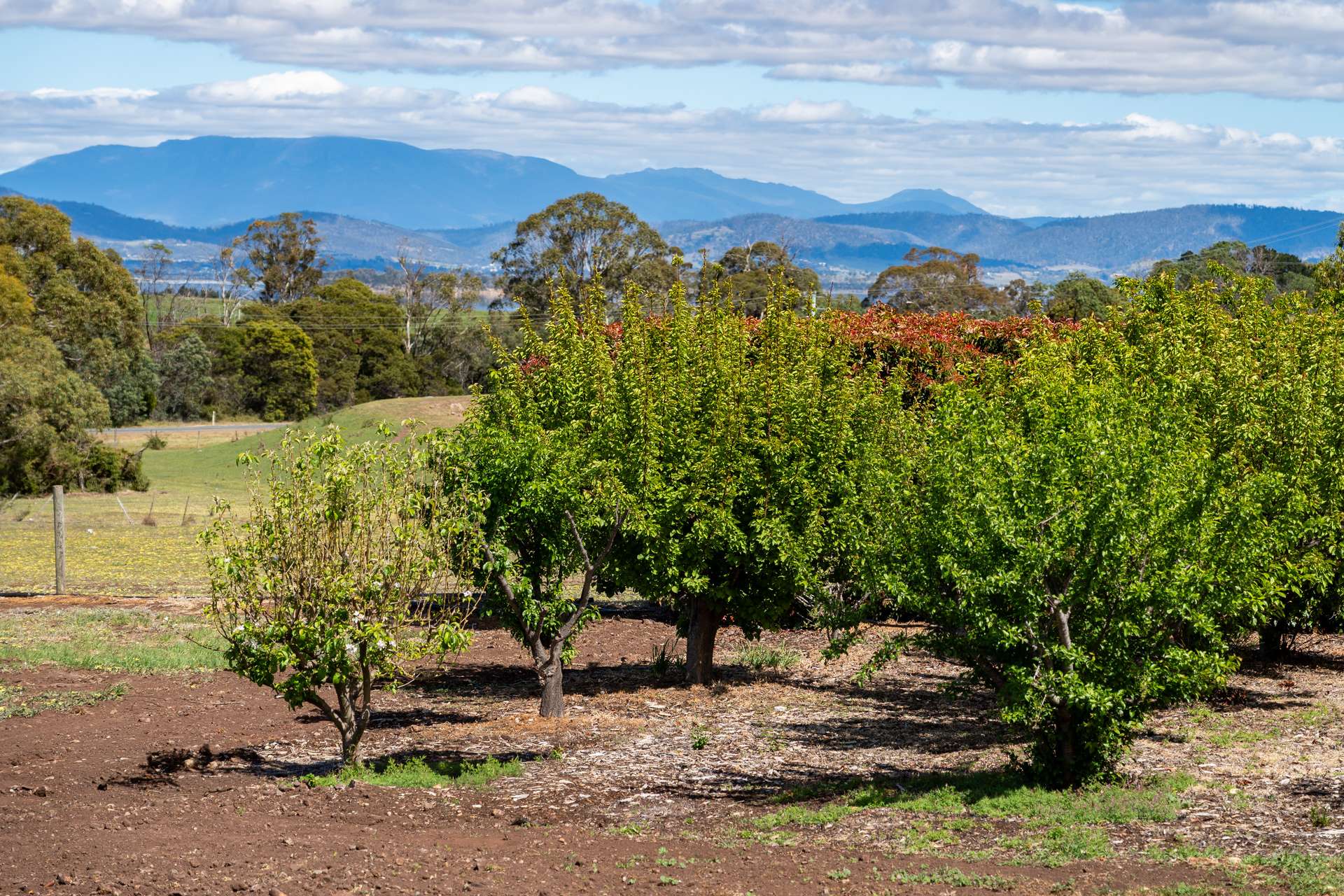 587 Arthur Highway, Forcett For Sale by Farmbuy.com - image 26