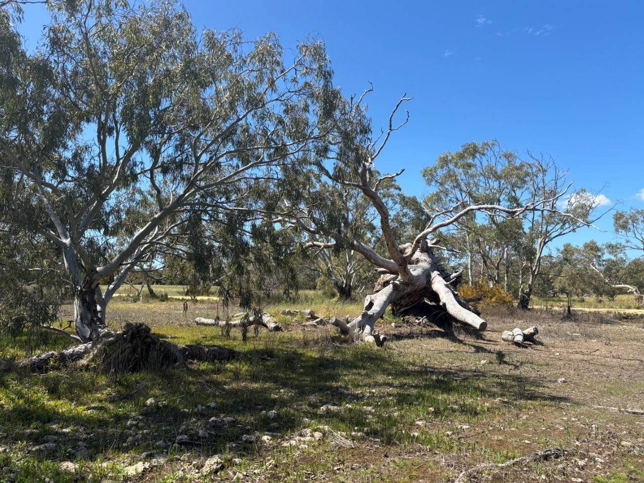 Lot 9,  Flinders Highway, Wangary For Sale by Farmbuy.com - image 30