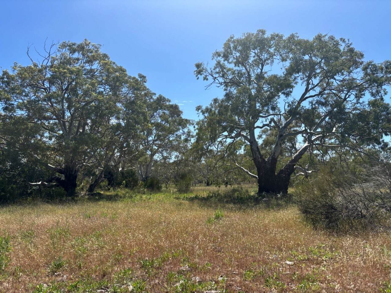 Lot 9,  Flinders Highway, Wangary For Sale by Farmbuy.com - image 29