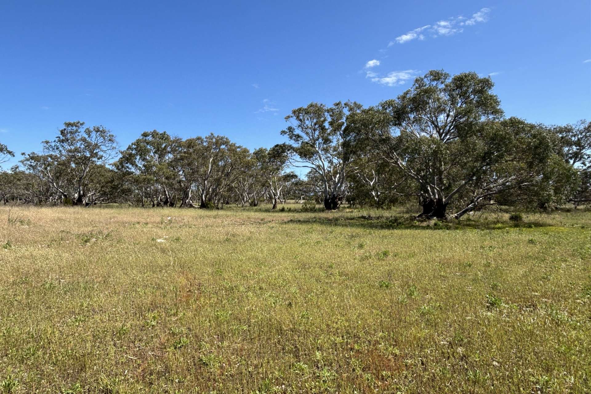 Lot 9,  Flinders Highway, Wangary For Sale by Farmbuy.com - image 10