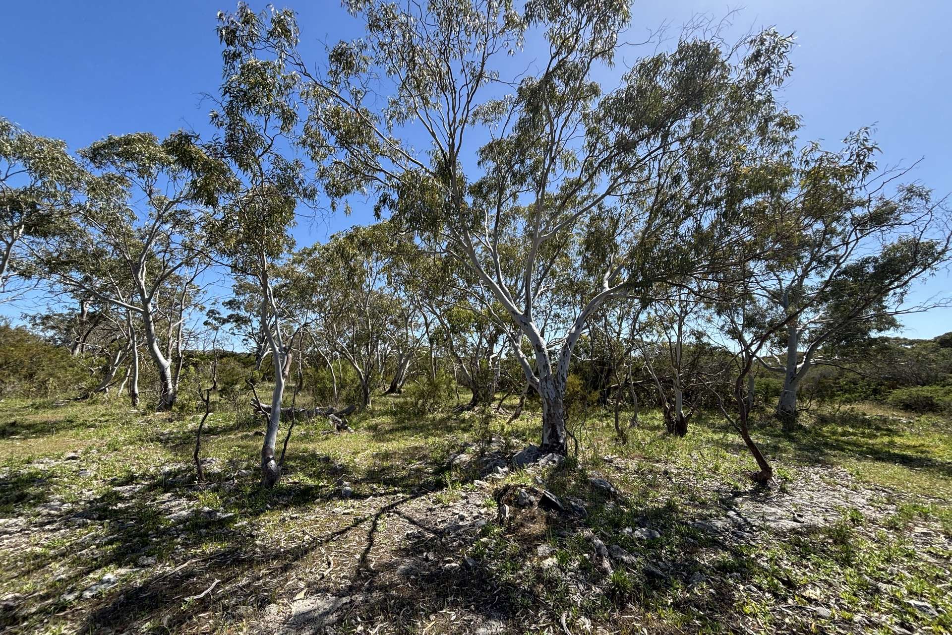 Lot 9,  Flinders Highway, Wangary For Sale by Farmbuy.com - image 6