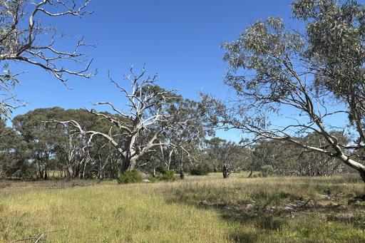 Farm For Sale - SA - Wangary - 5607 - Great Opportunity to purchase Rural Land for Lifestyle purpose. 
