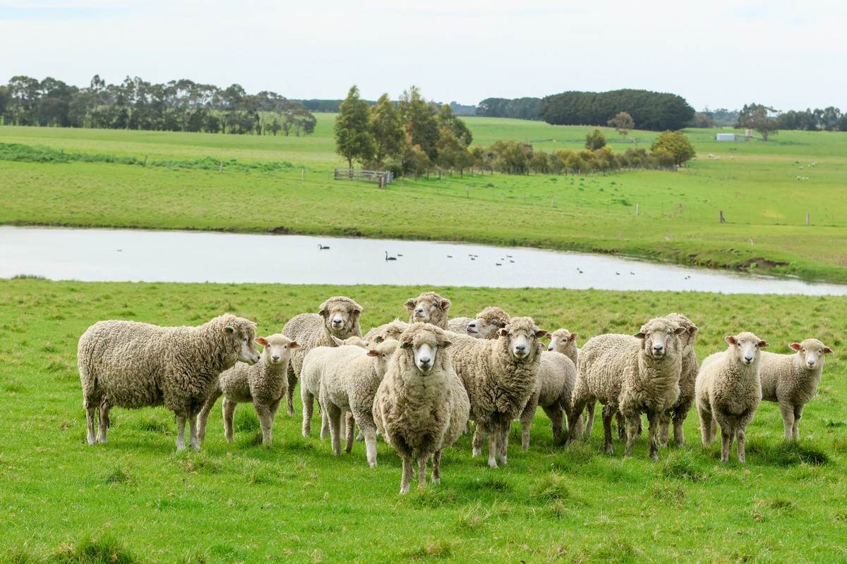 762 Moyne Falls Road, Hawkesdale For Sale by Farmbuy.com - image 27
