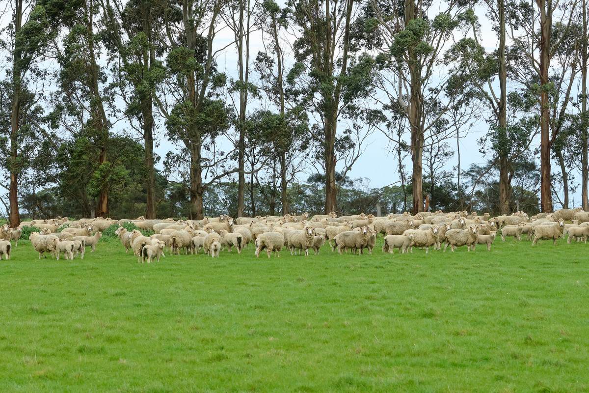 762 Moyne Falls Road, Hawkesdale For Sale by Farmbuy.com - image 25