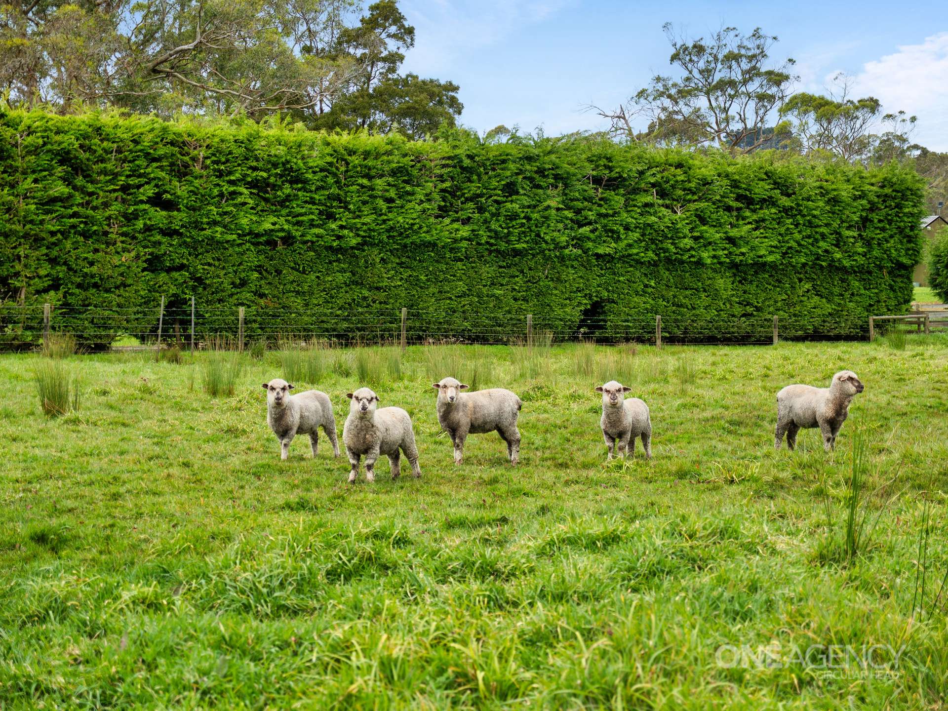 79 Browns Road, Smithton For Sale by Farmbuy.com - image 24