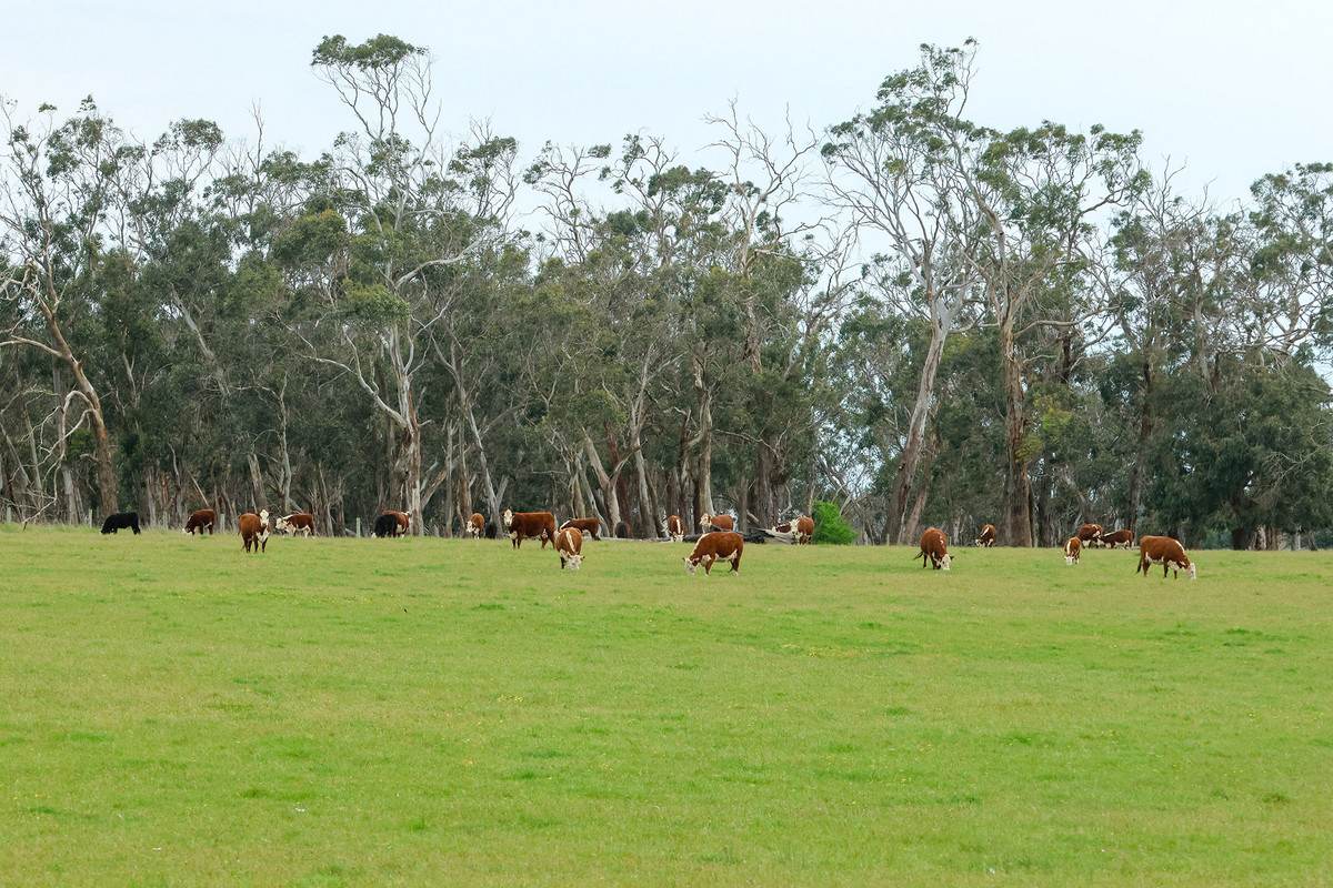 'Ardlie's' Woolsthorpe-Heywood Road, Broadwater For Sale by Farmbuy.com - image 4