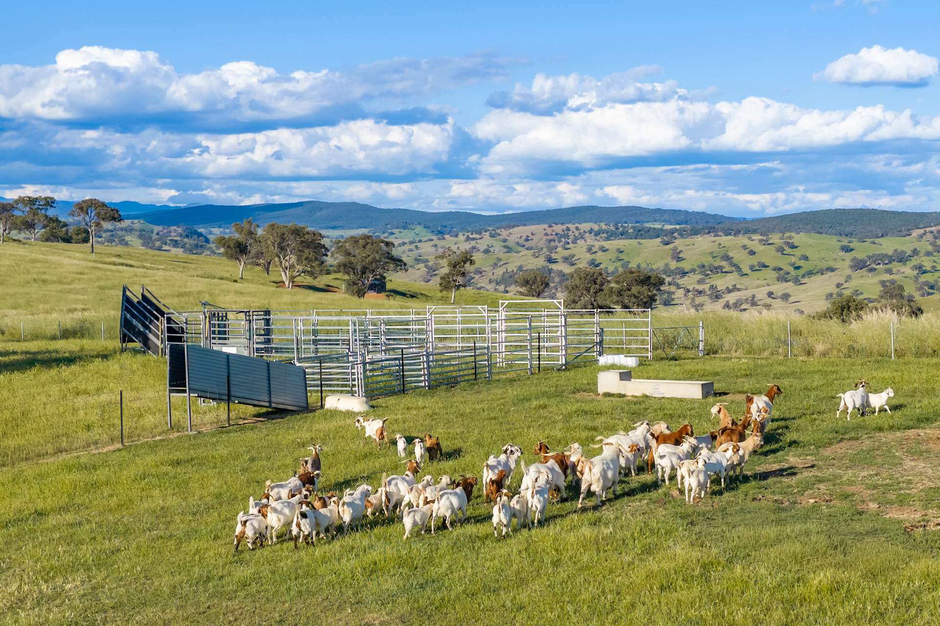 452 Pride Of Oak Road, Canowindra For Sale by Farmbuy.com - image 27