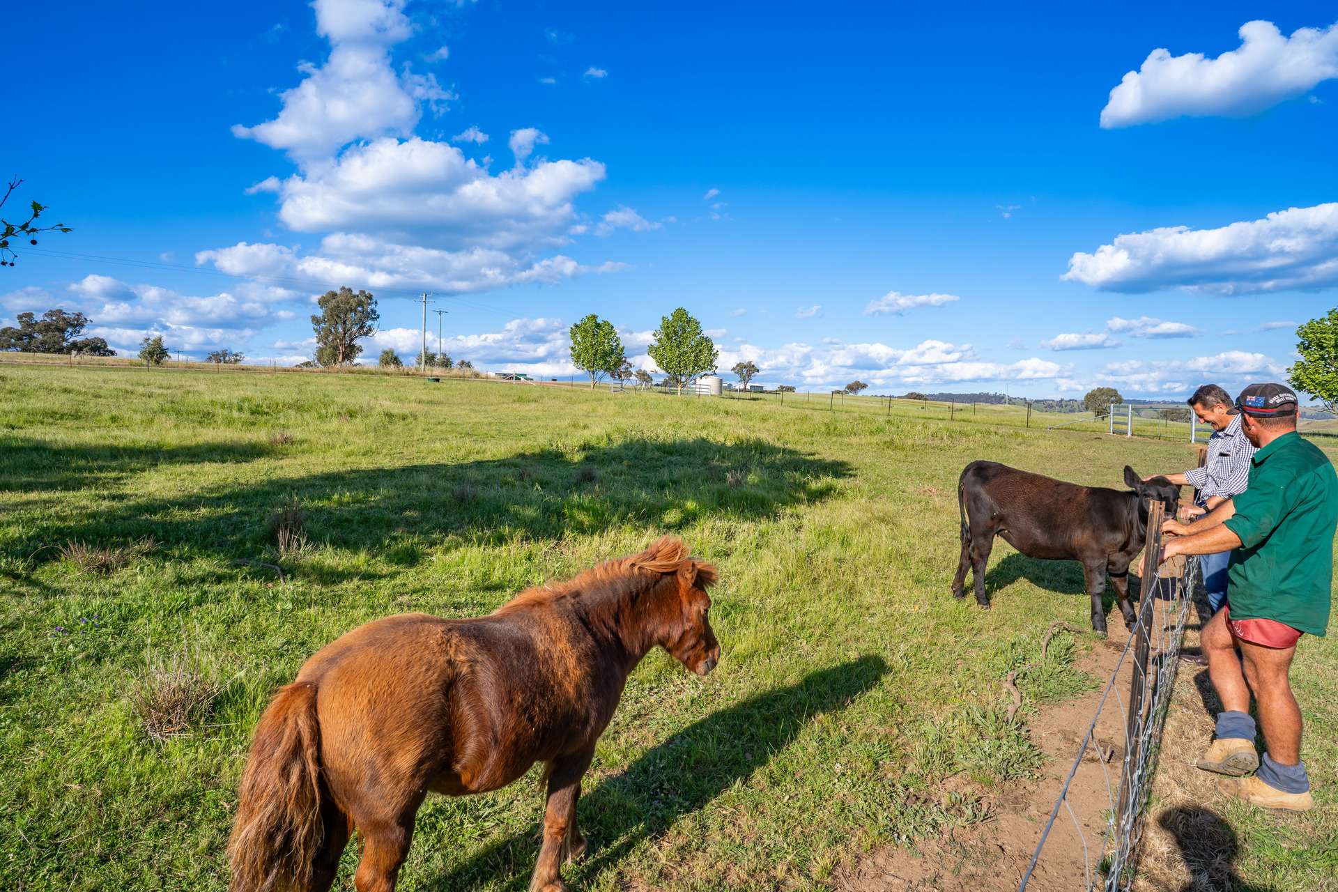 452 Pride Of Oak Road, Canowindra For Sale by Farmbuy.com - image 30