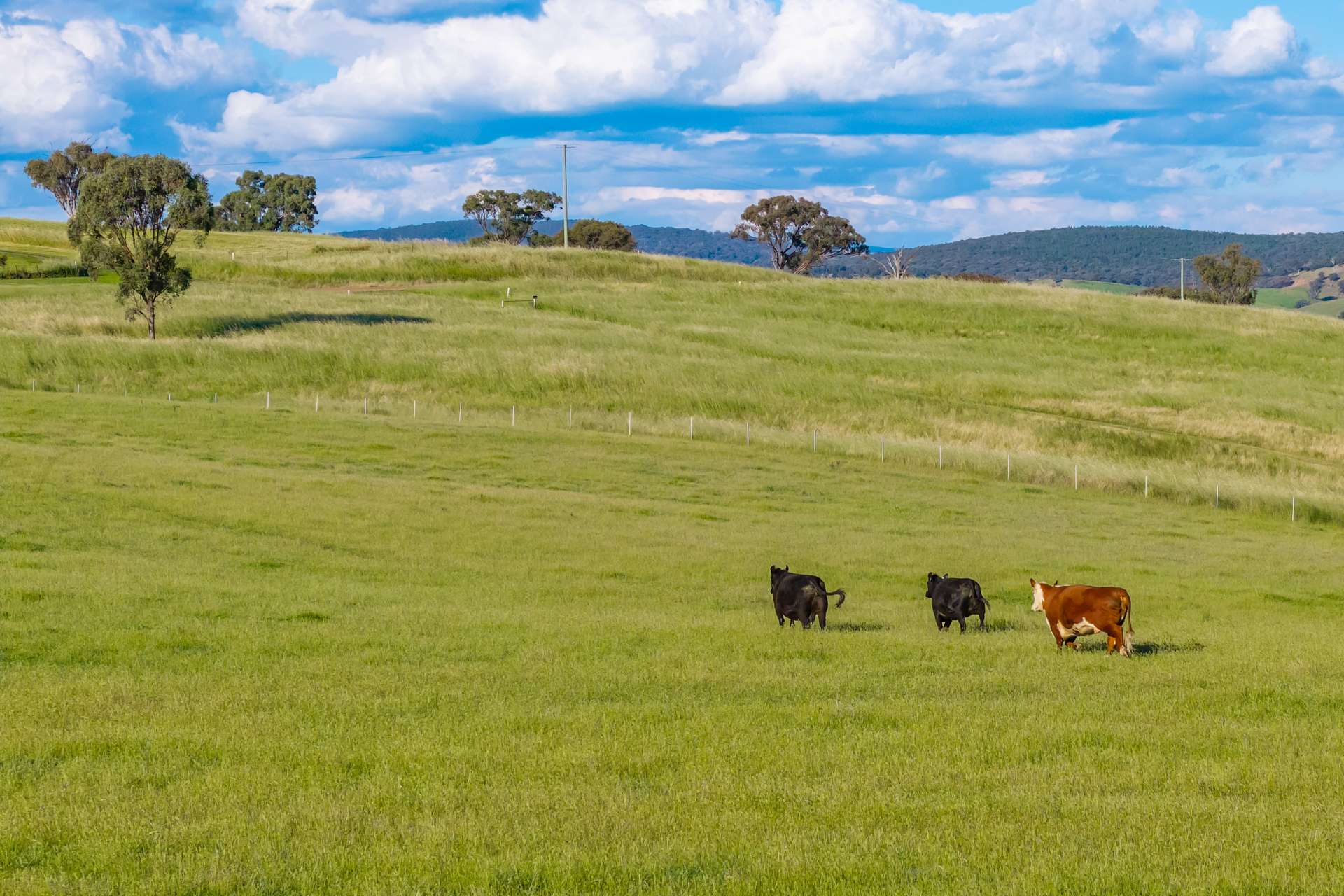 452 Pride Of Oak Road, Canowindra For Sale by Farmbuy.com - image 32