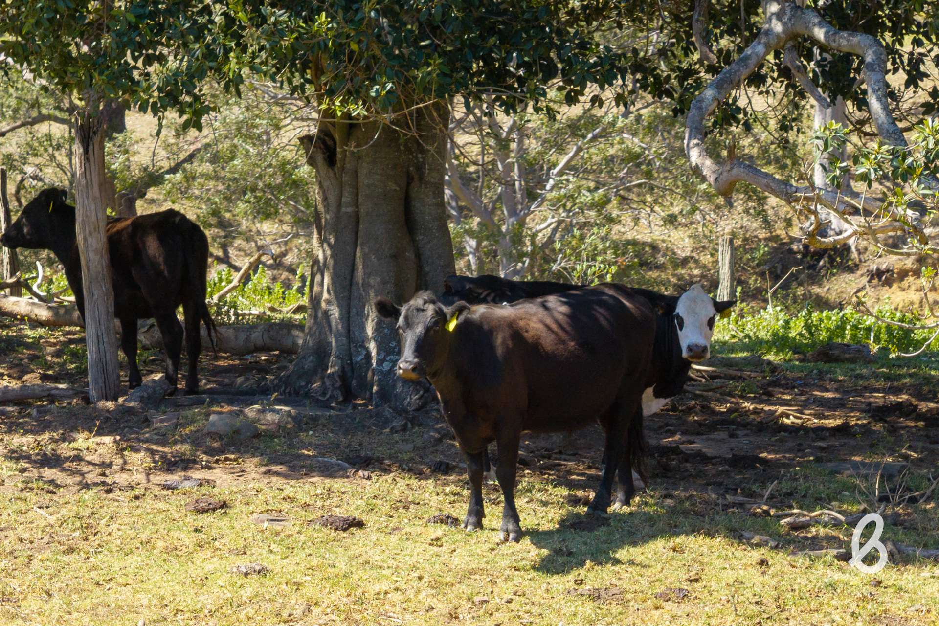 52 Gabulah Road, Gresford Auction by Farmbuy.com - image 21
