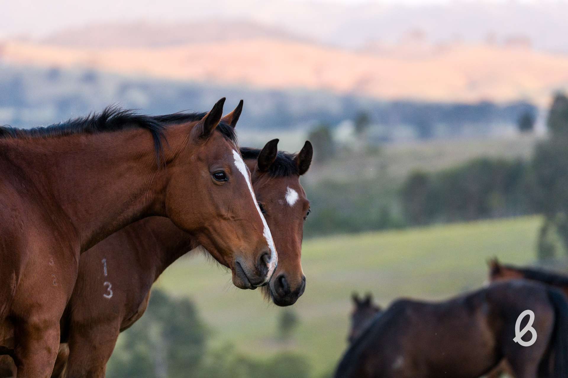 52 Gabulah Road, Gresford Auction by Farmbuy.com - image 8