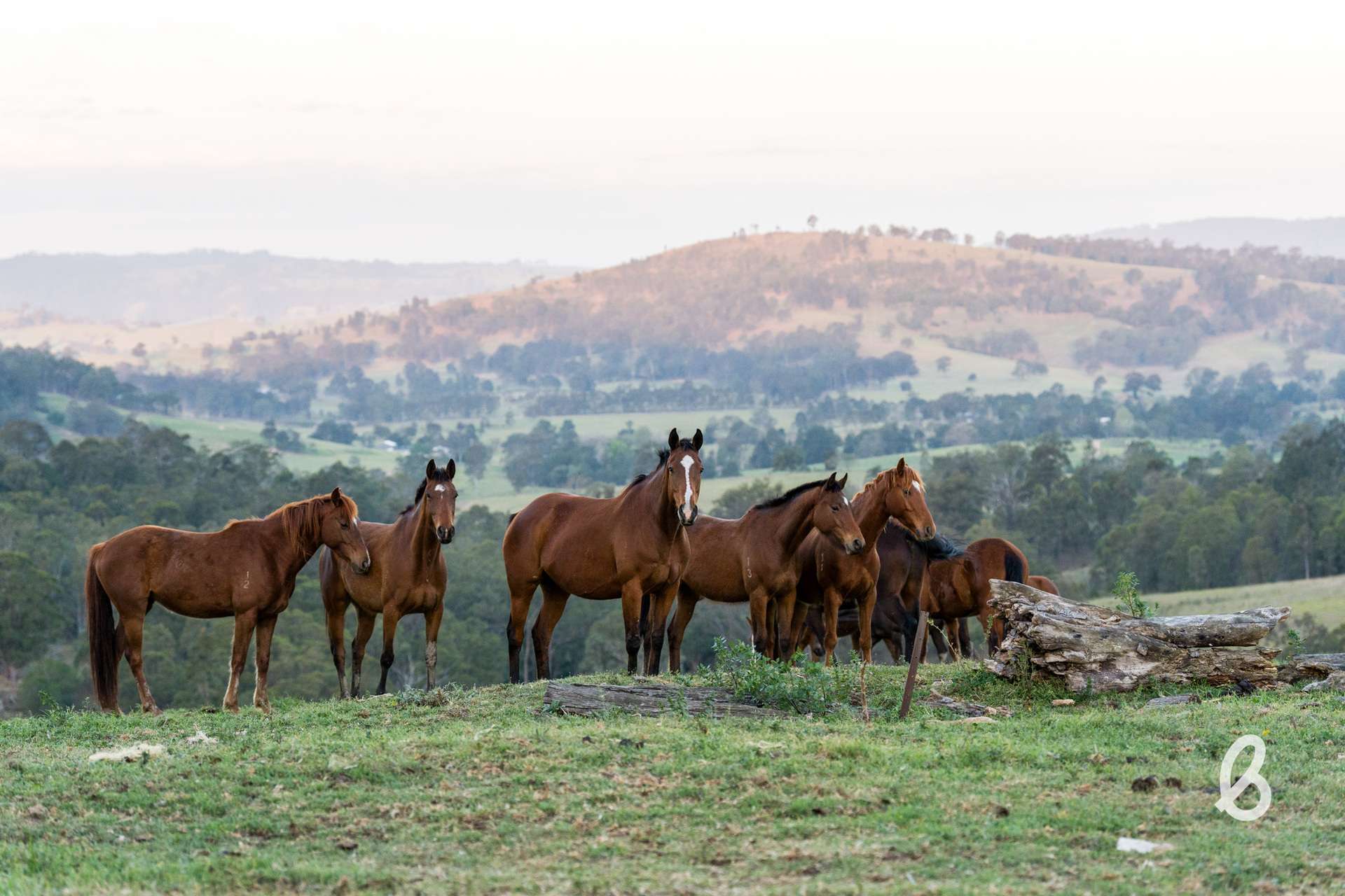 52 Gabulah Road, Gresford Auction by Farmbuy.com - image 31