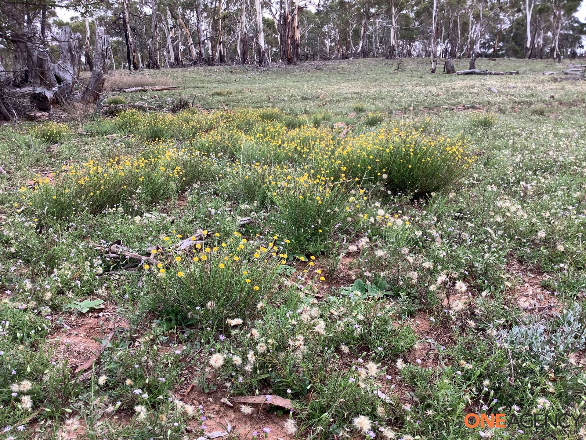 1560 Numeralla Road, Numeralla For Sale by Farmbuy.com - image 15