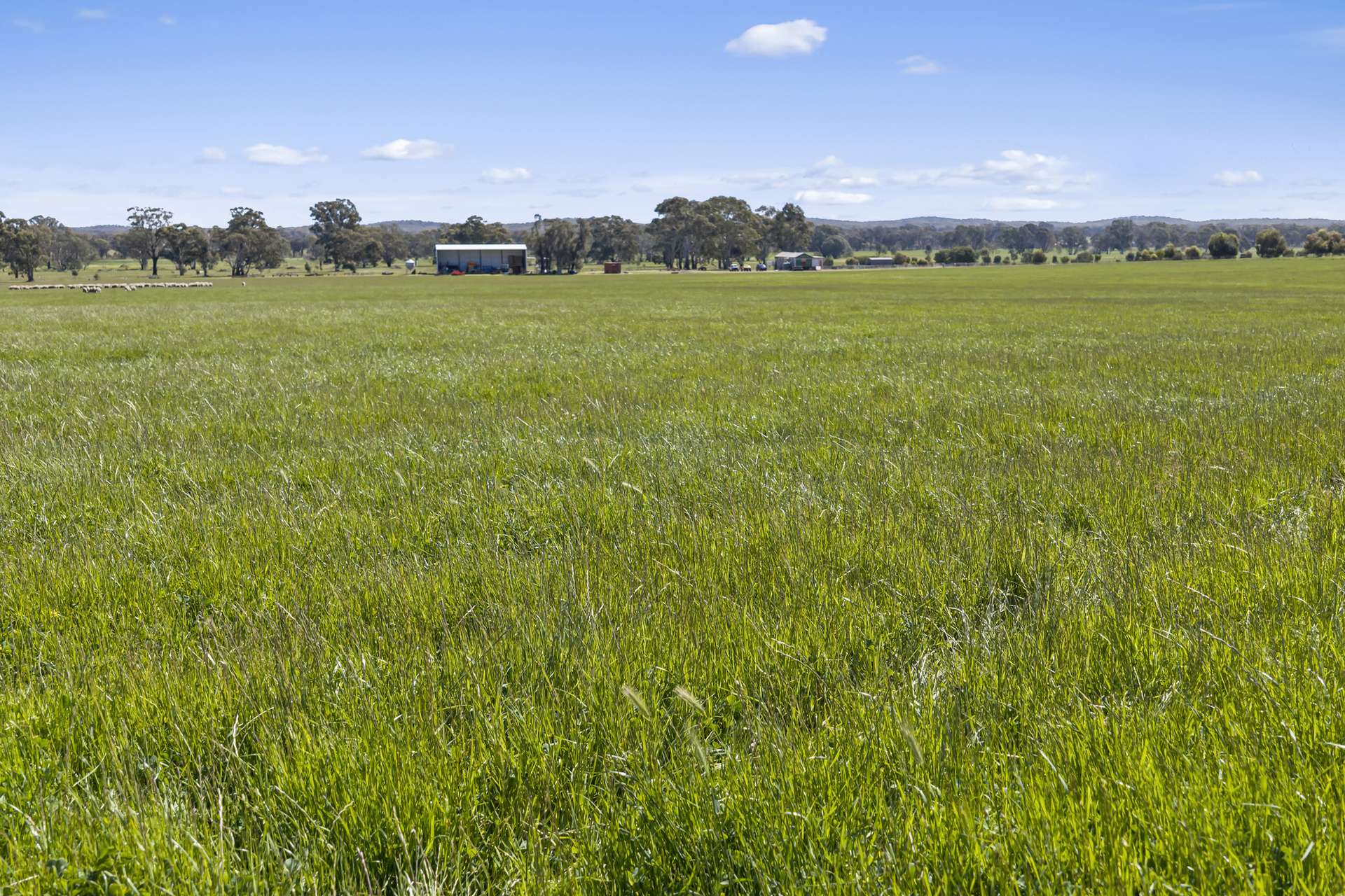 Tattersalls Lane, Moormbool West For Sale by Farmbuy.com - image 18