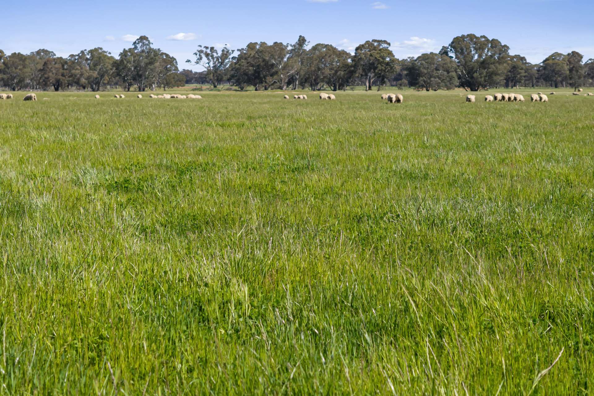 Tattersalls Lane, Moormbool West For Sale by Farmbuy.com - image 7