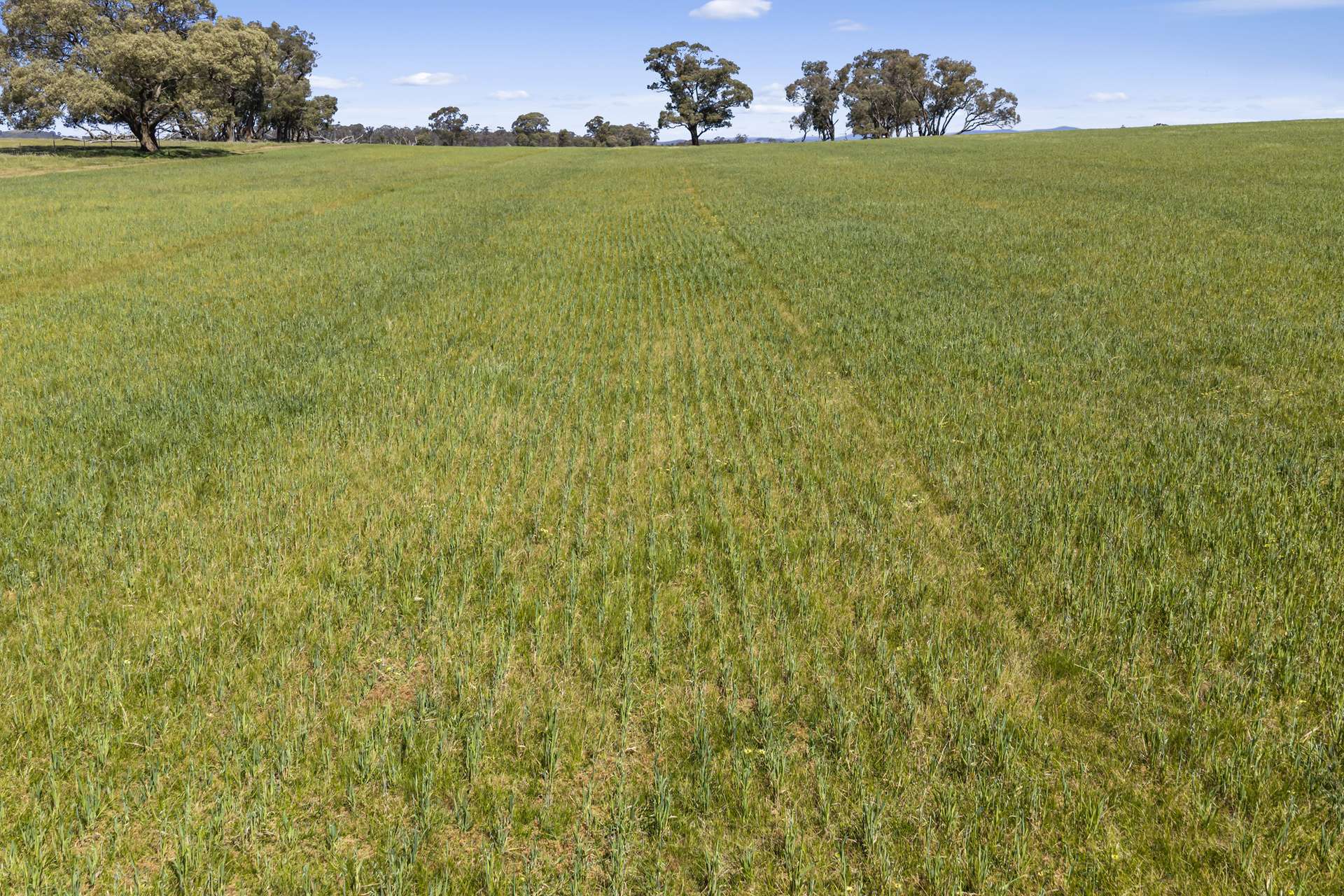 Tattersalls Lane, Moormbool West For Sale by Farmbuy.com - image 13