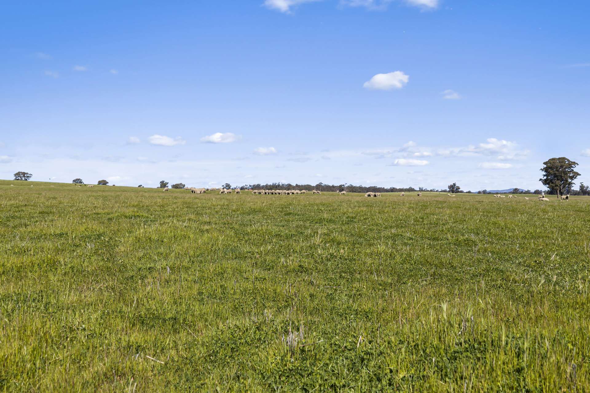 Tattersalls Lane, Moormbool West For Sale by Farmbuy.com - image 16