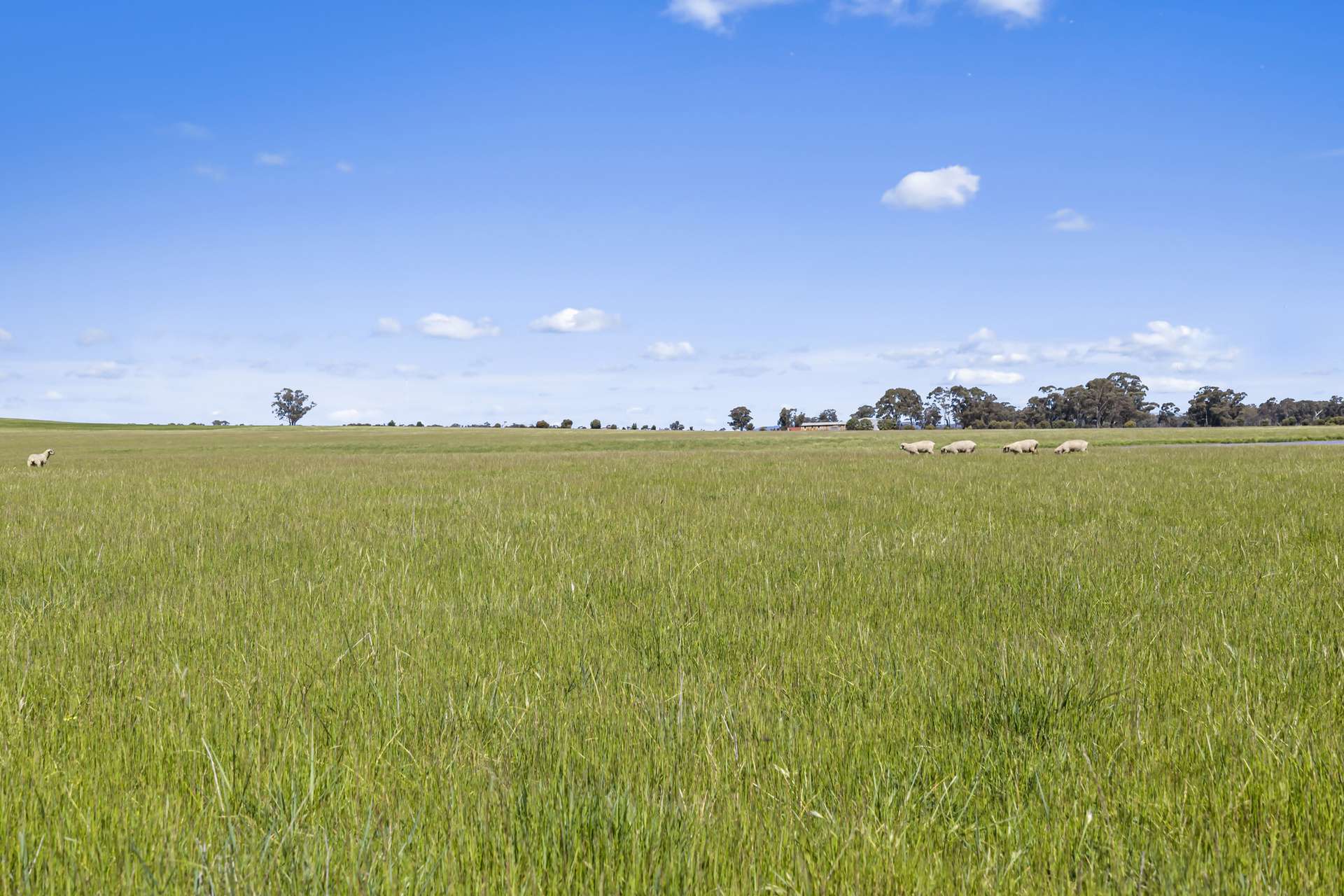 Tattersalls Lane, Moormbool West For Sale by Farmbuy.com - image 35