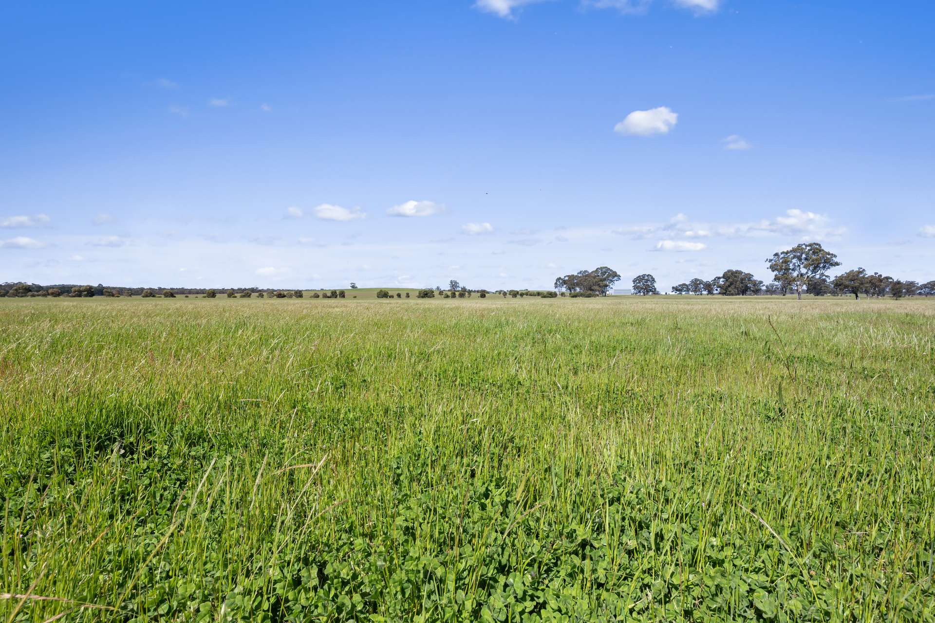 Tattersalls Lane, Moormbool West For Sale by Farmbuy.com - image 4