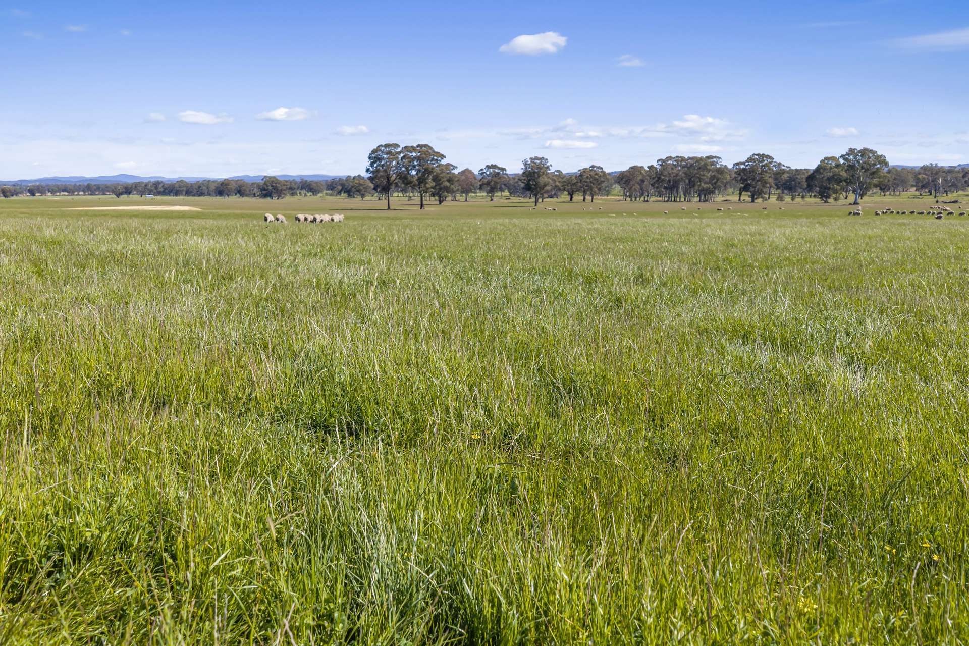 Tattersalls Lane, Moormbool West For Sale by Farmbuy.com - image 21