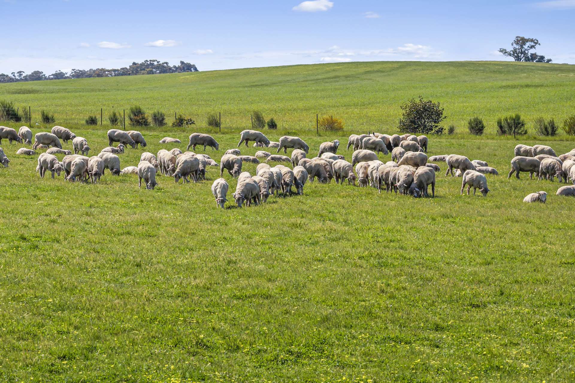 Tattersalls Lane, Moormbool West For Sale by Farmbuy.com - image 14
