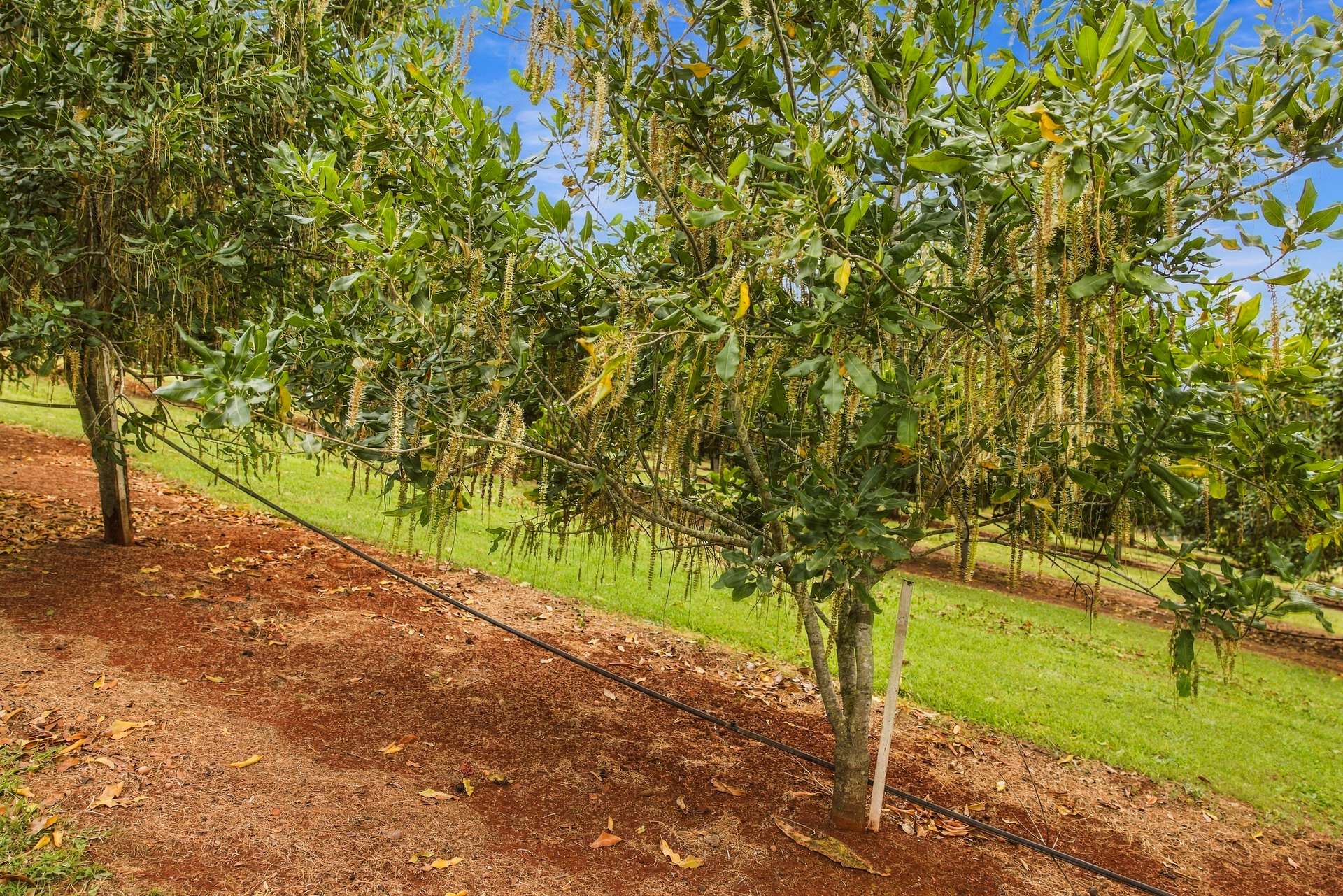42 Red Gully Road, Amamoor For Sale by Farmbuy.com - image 30