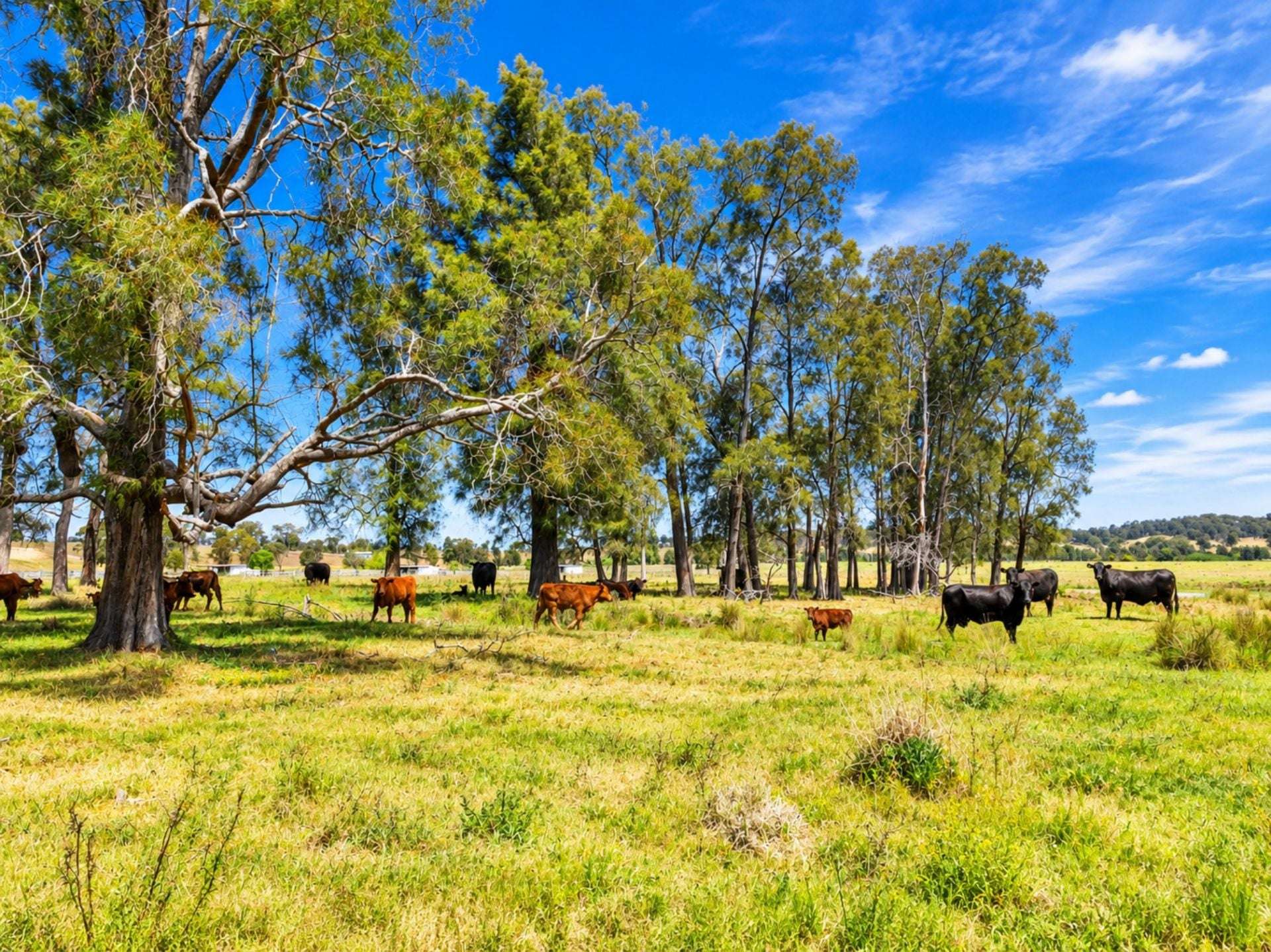 1465 Elderslie Road, Mitchells Flat For Sale by Farmbuy.com - image 10