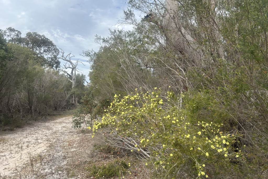 31 Silvereye Road, North Boyanup WA 6237