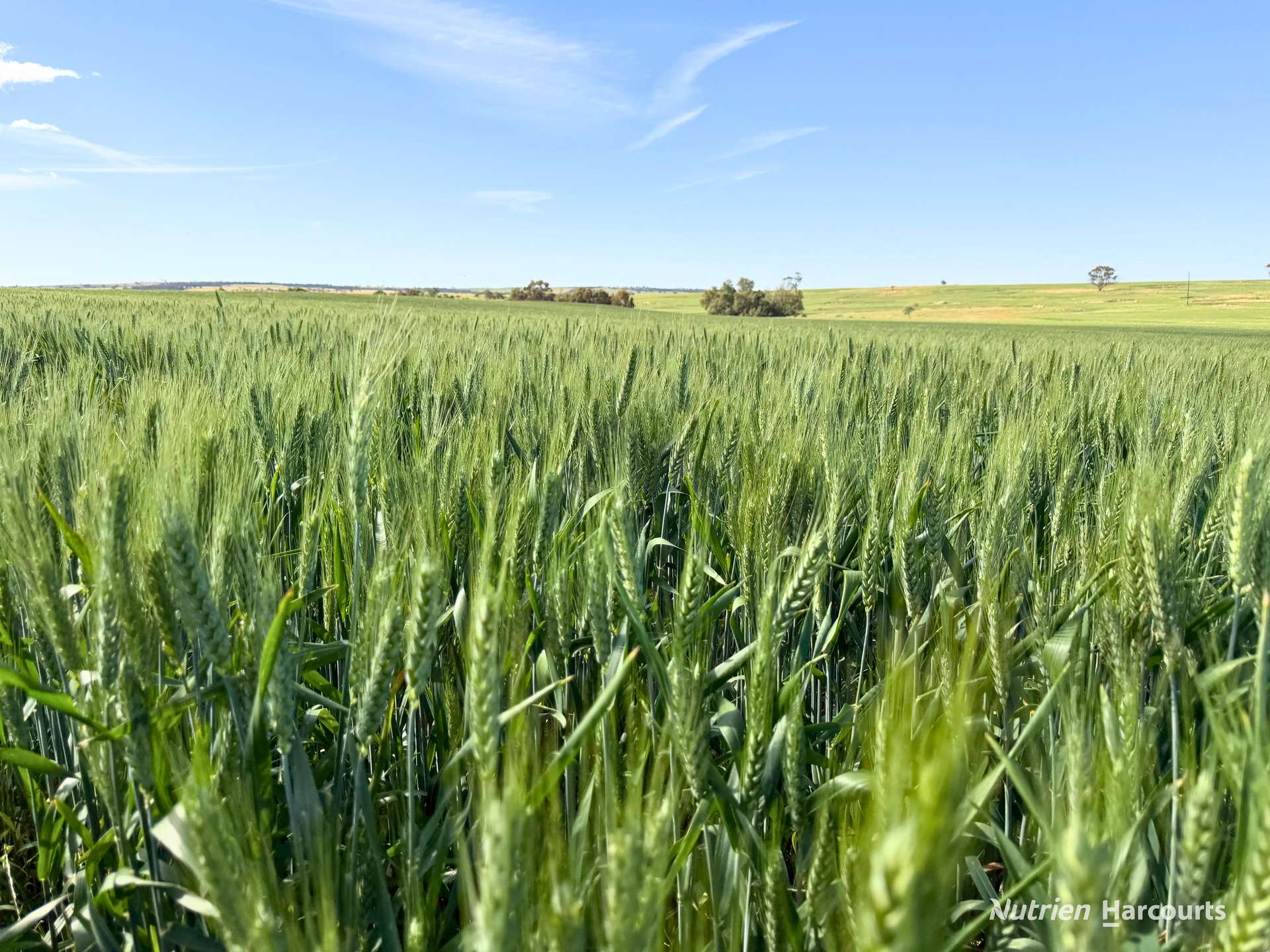"Mirrabinda" Lot 3882 Brooksbank Road, Cunjardine Auction by Farmbuy.com - image 15