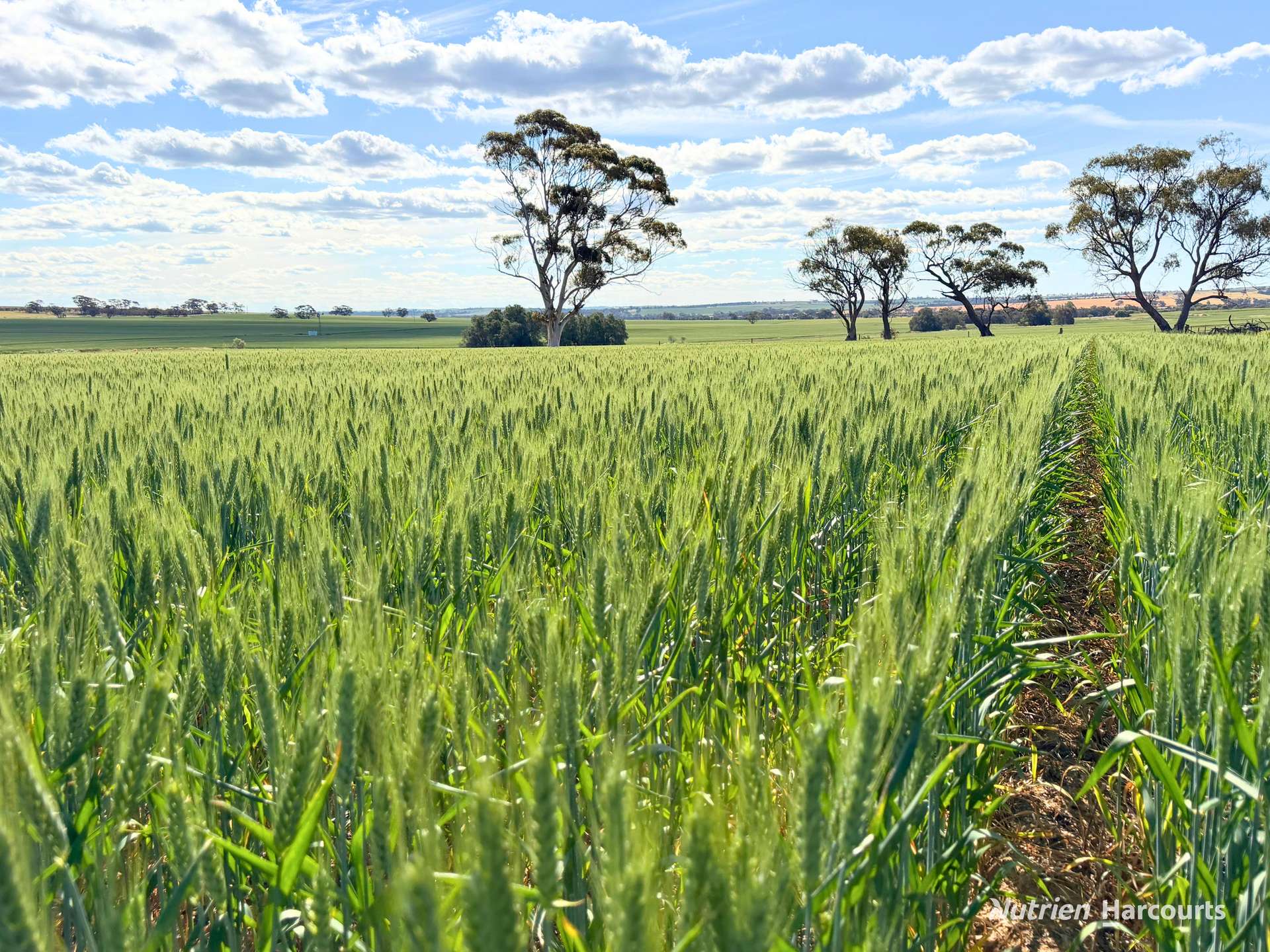 "Mirrabinda" Lot 3882 Brooksbank Road, Cunjardine Auction by Farmbuy.com - image 8