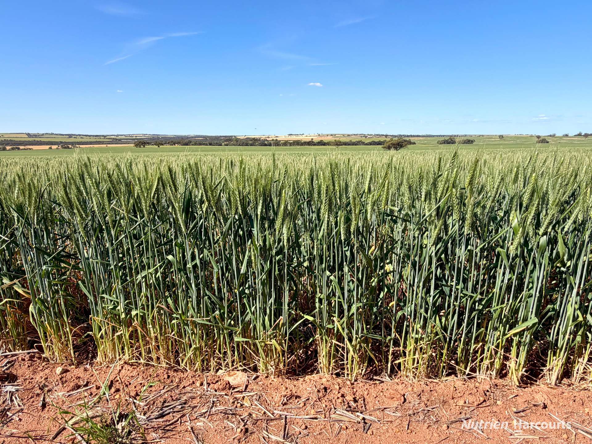"Mirrabinda" Lot 3882 Brooksbank Road, Cunjardine Auction by Farmbuy.com - image 3